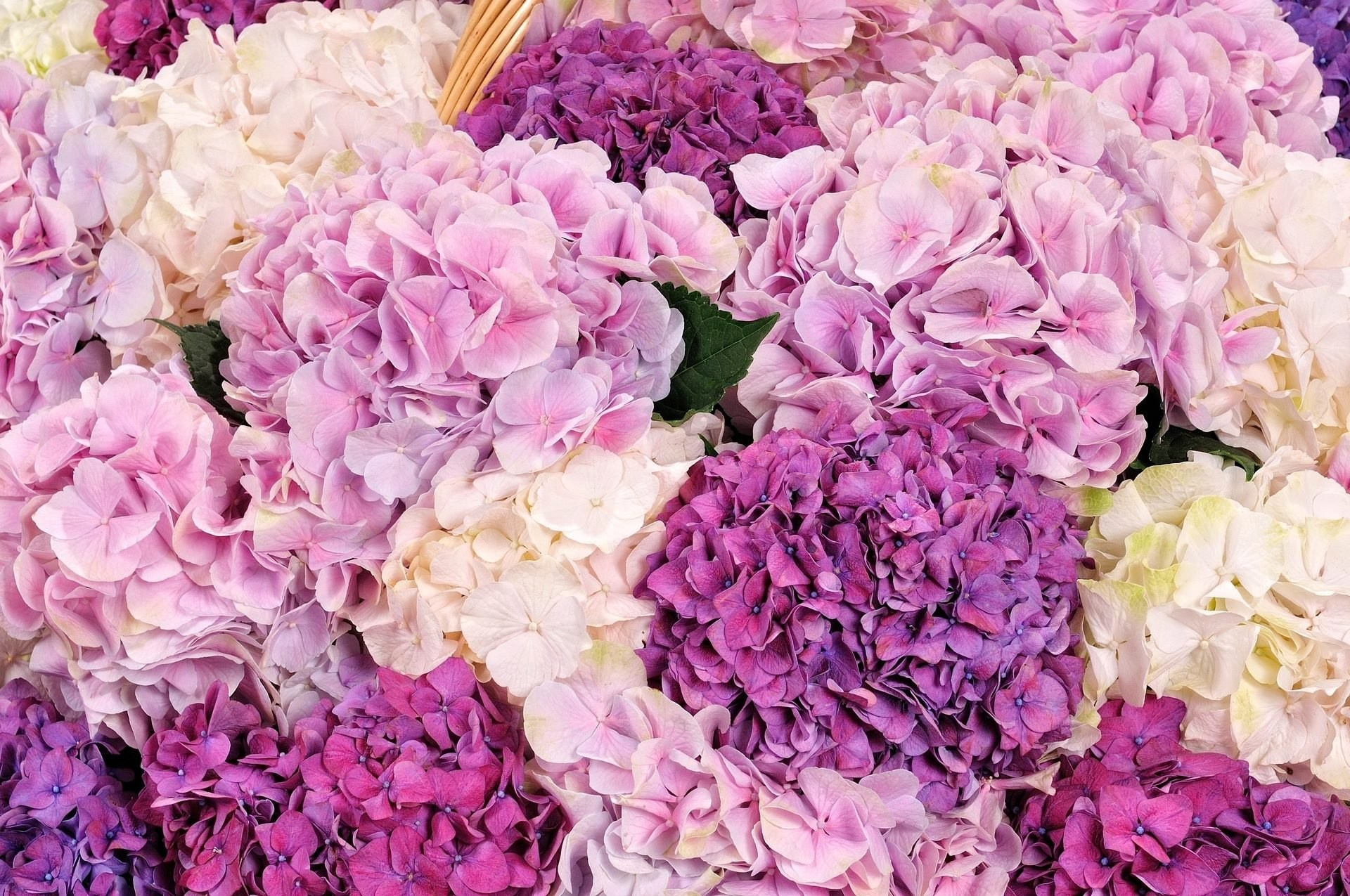 Семья Елены