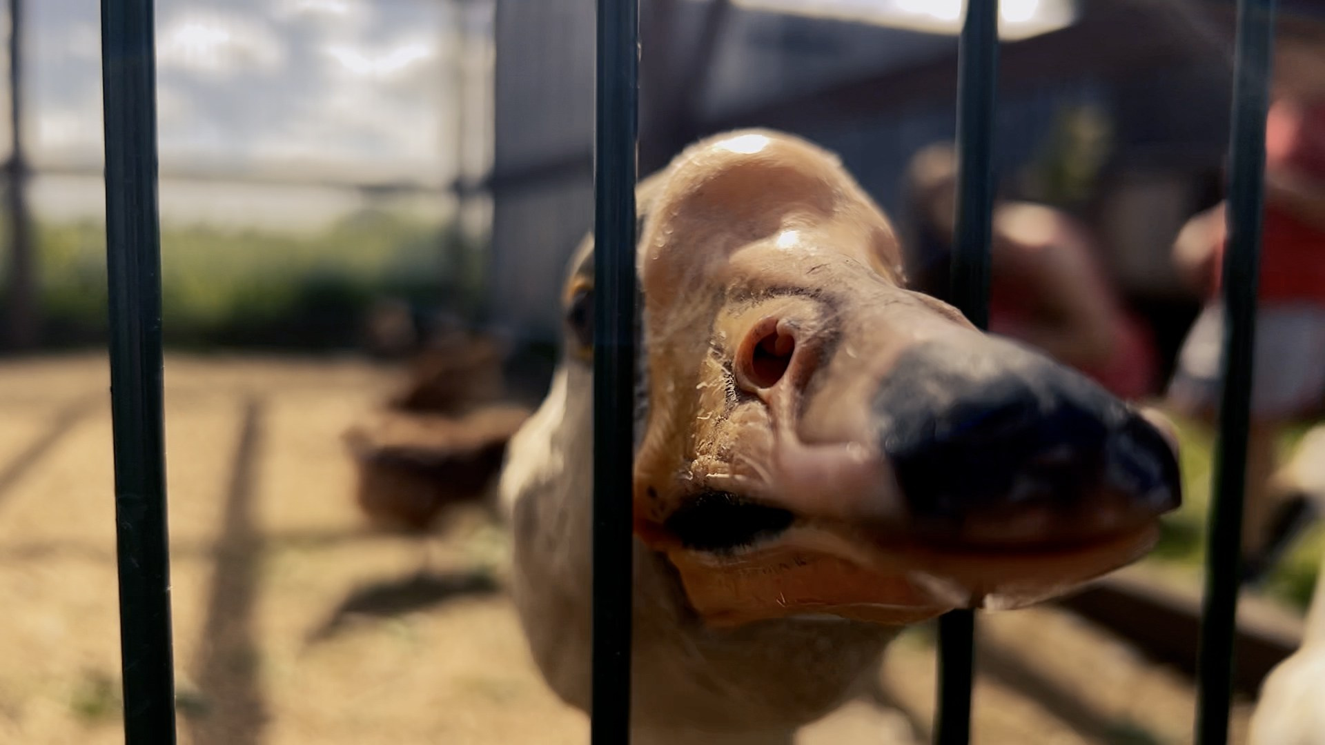 Видеограф в Архангельске Елена Курбатова