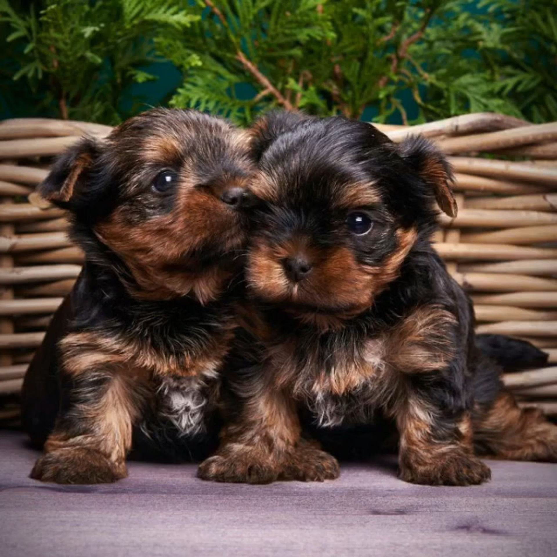 Видео. Питомник Йоркширских терьеров Дэнстайл в Санкт-Петербурге заводчик Тих