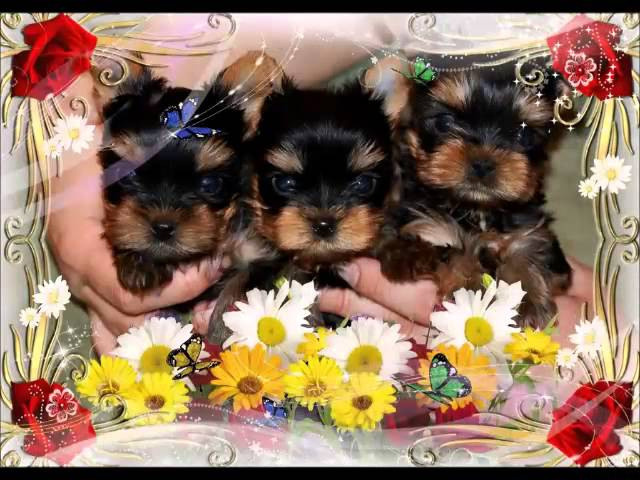 Видео. Питомник Йоркширских терьеров Дэнстайл в Санкт-Петербурге заводчик Тих