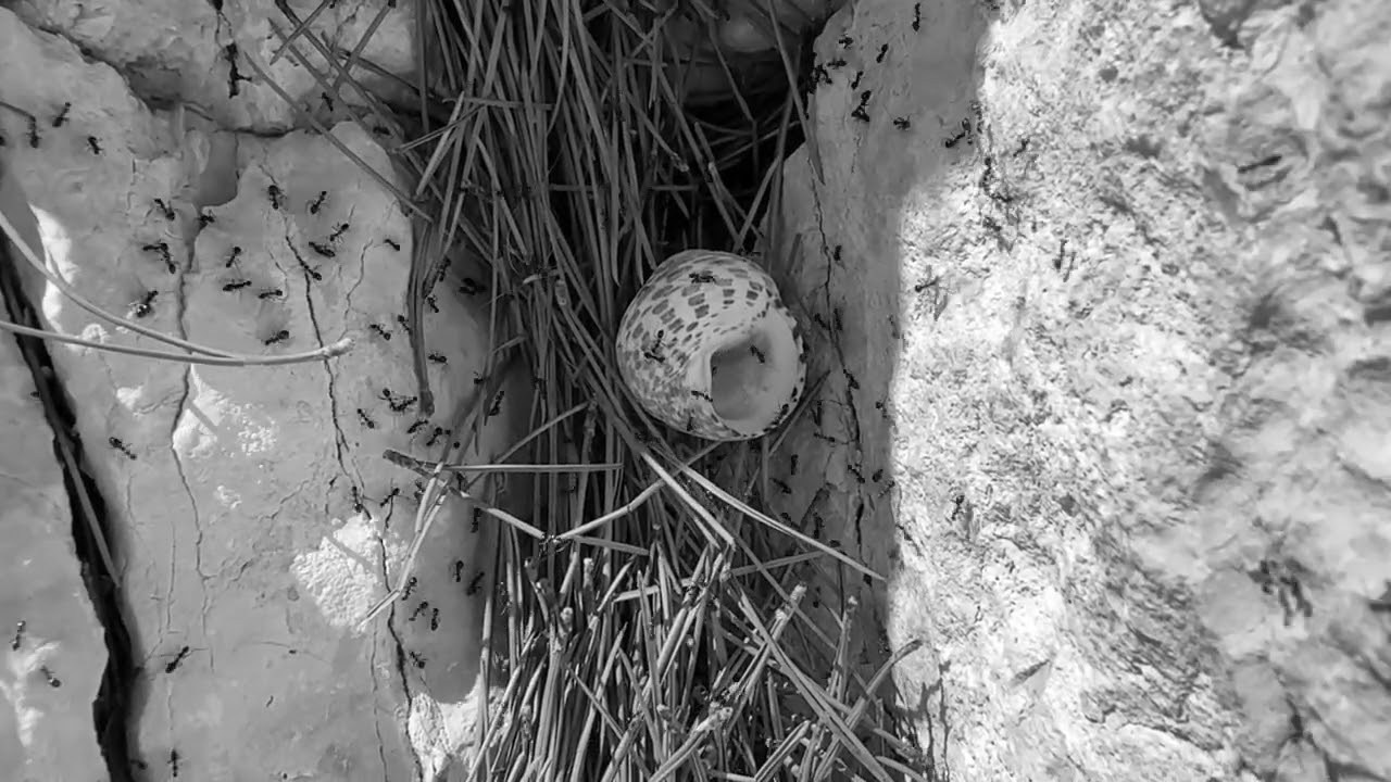 Кристина Разумова — О муравьях и улитке (пустая раковина, в которой утонули муравьи в капле морской воды)