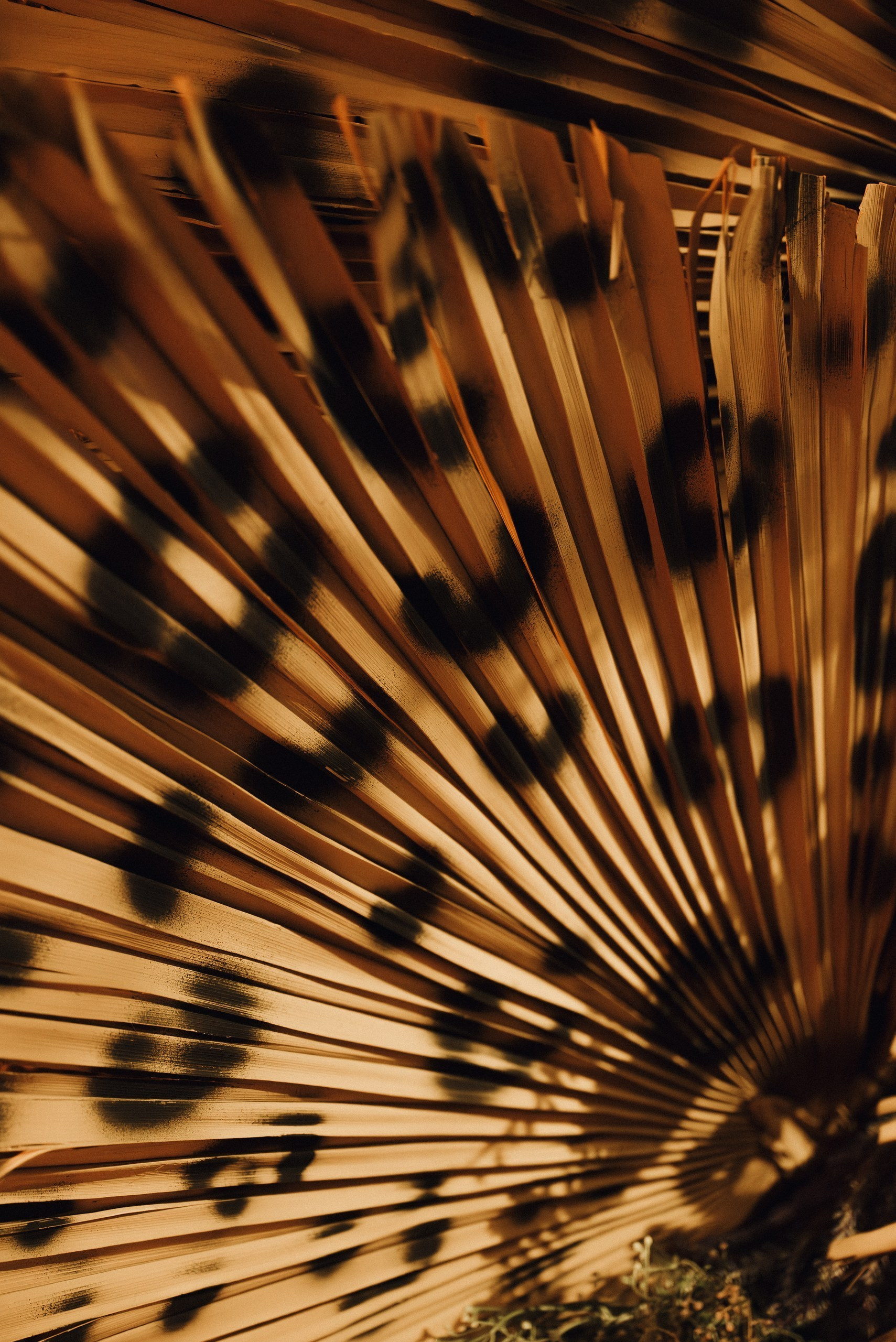 Репортажный фотограф в Санкт-Петербурге Евгений Перевалов