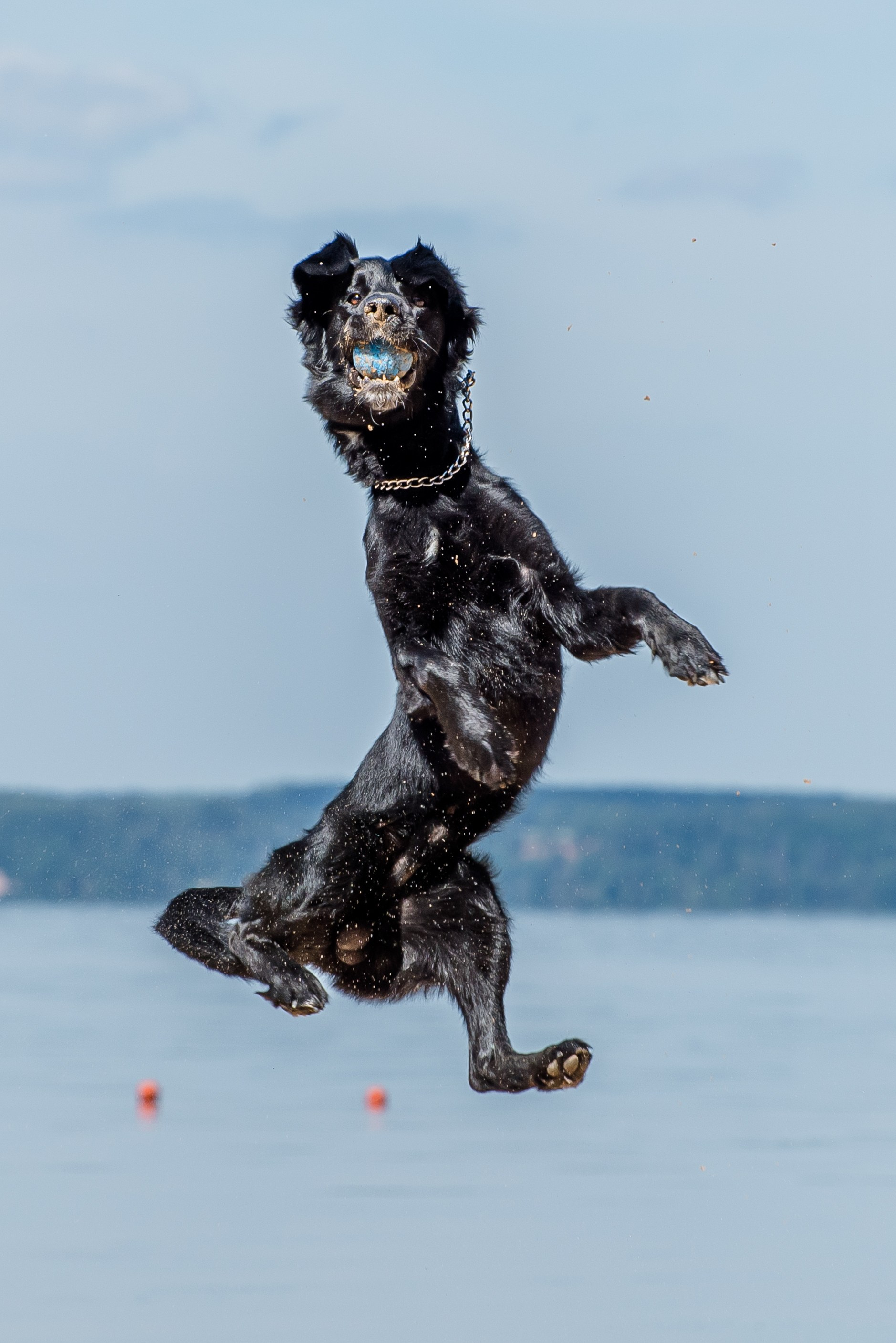 Фотосессия в летнем Кинологическом лагере