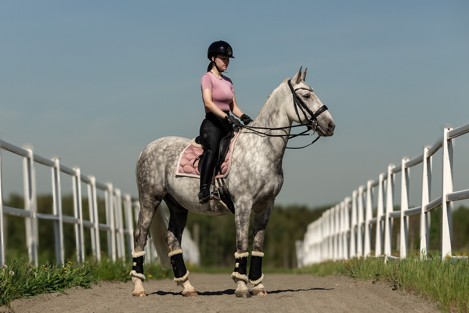 фотосессия со спортивной лошадью, фотосессия с орловским рысаком, фотосессия Maxima Stables