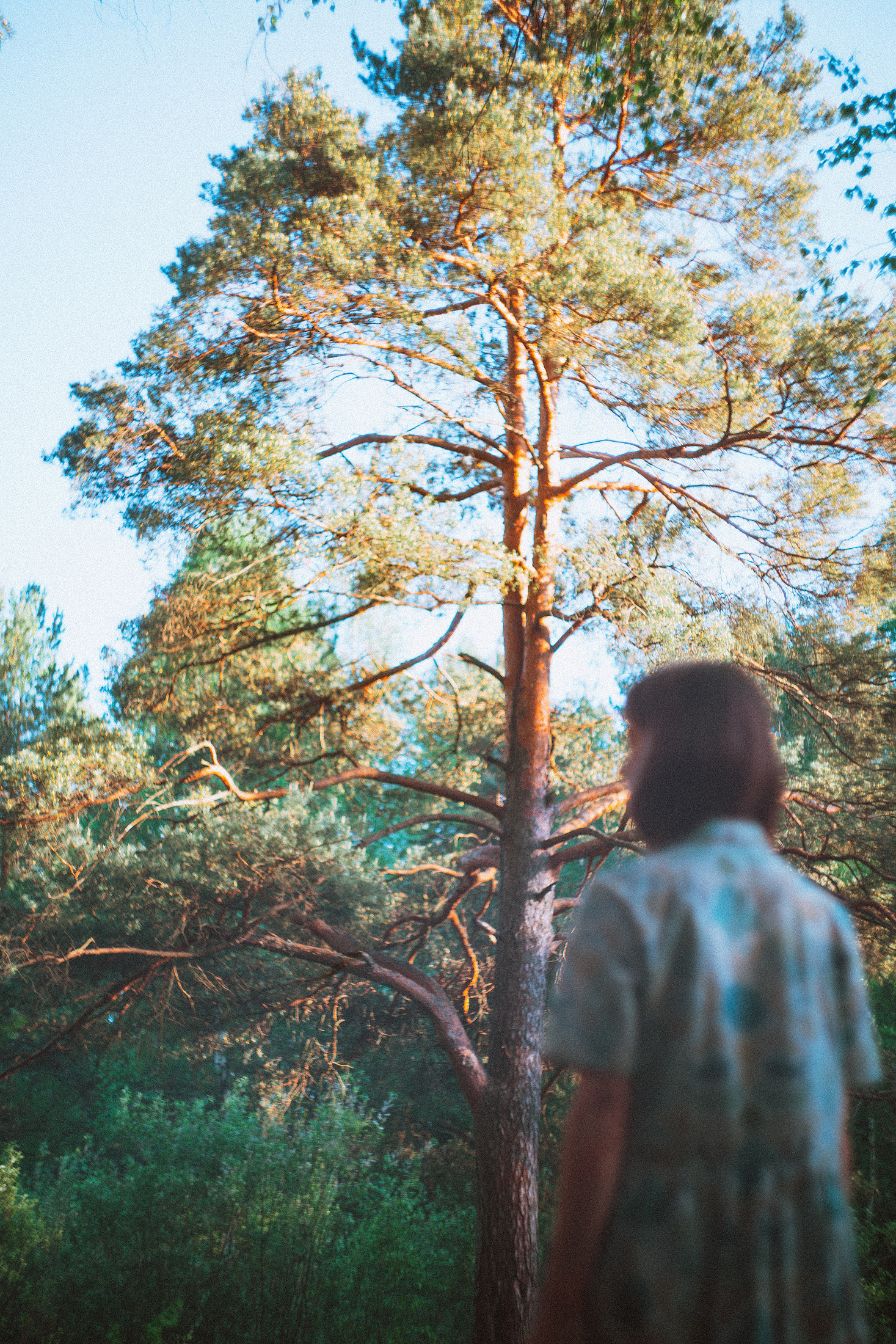 О птицах сказки. Алиса Аницкая