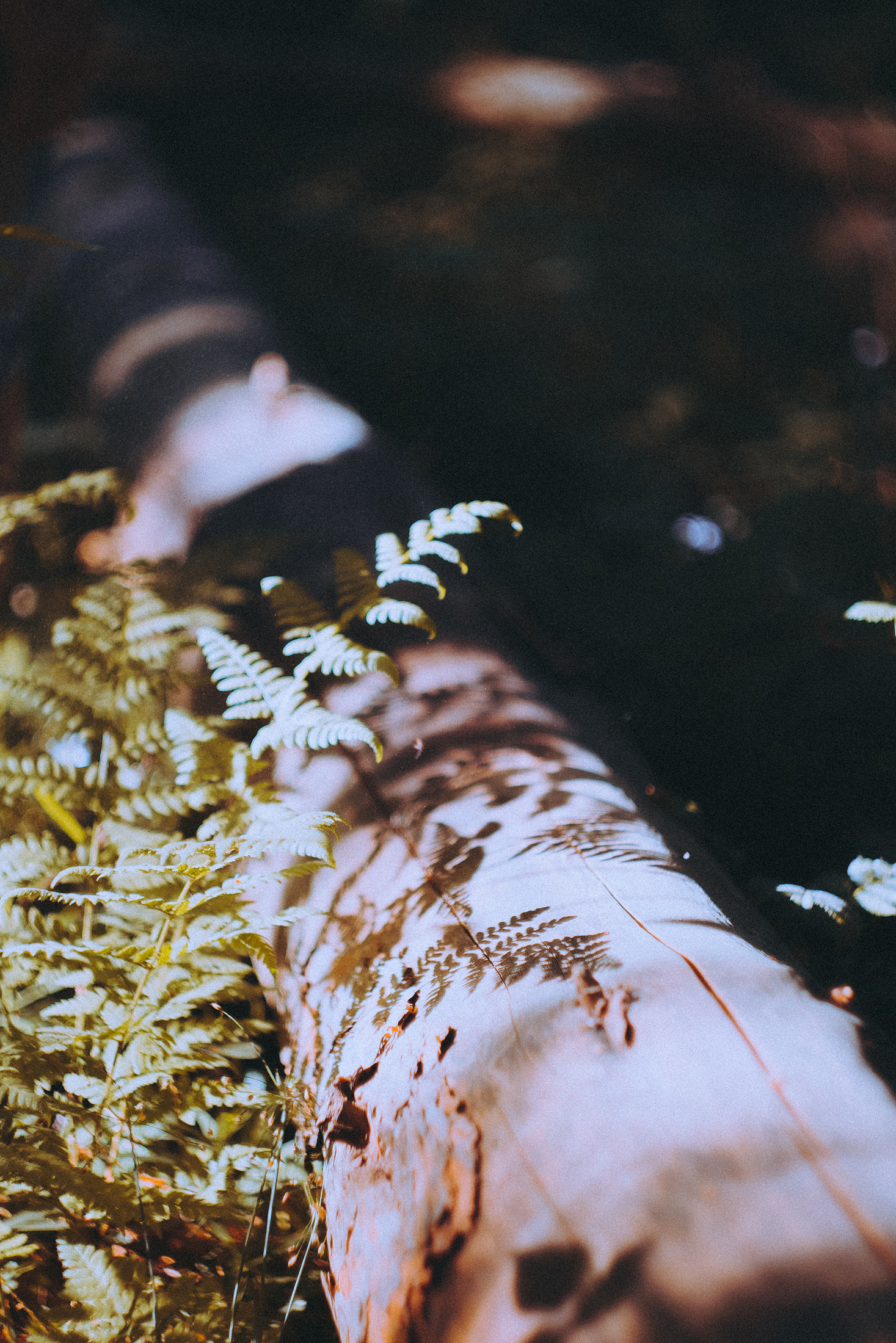 О птицах сказки. Алиса Аницкая