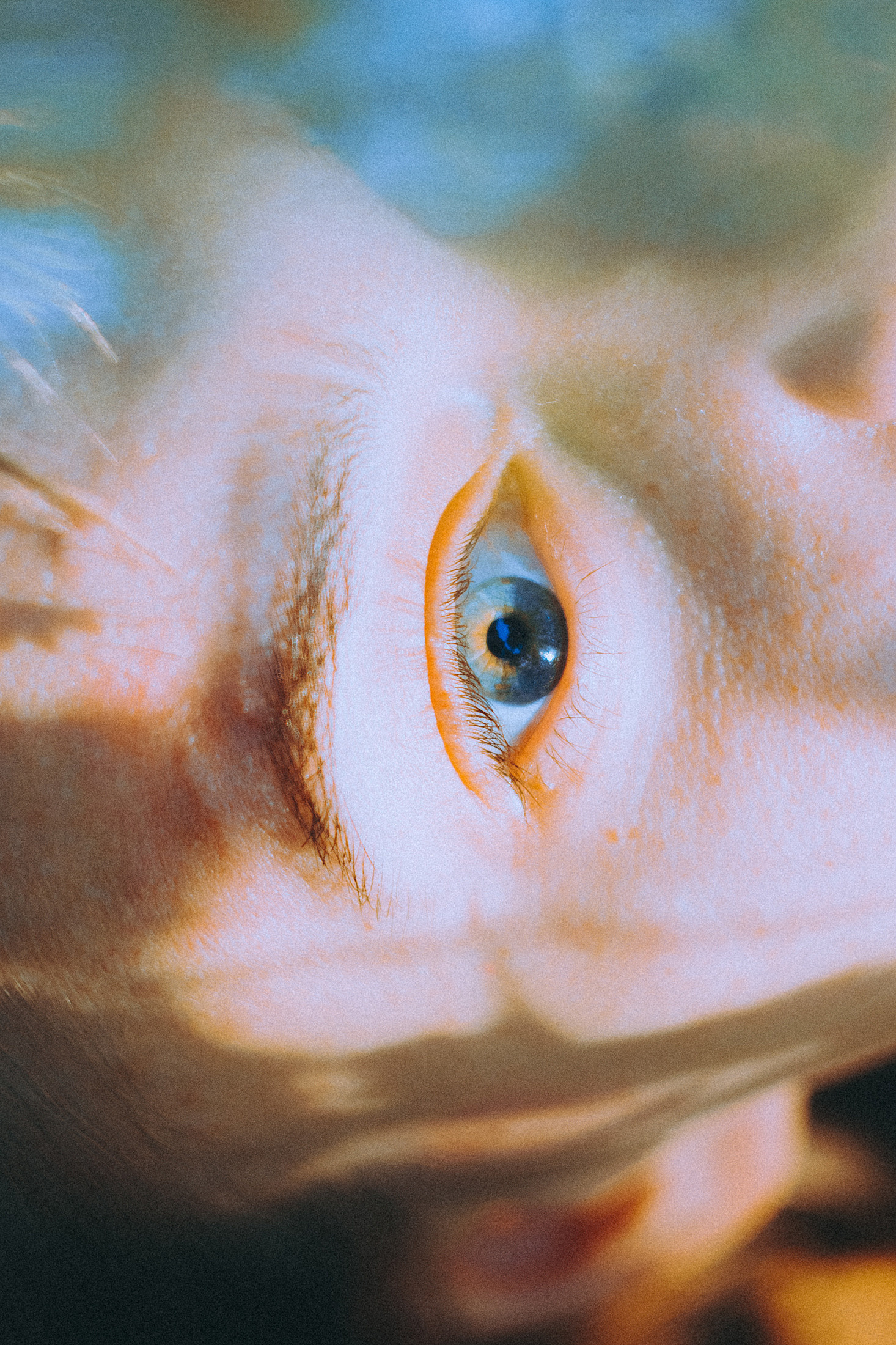 О птицах сказки. Алиса Аницкая