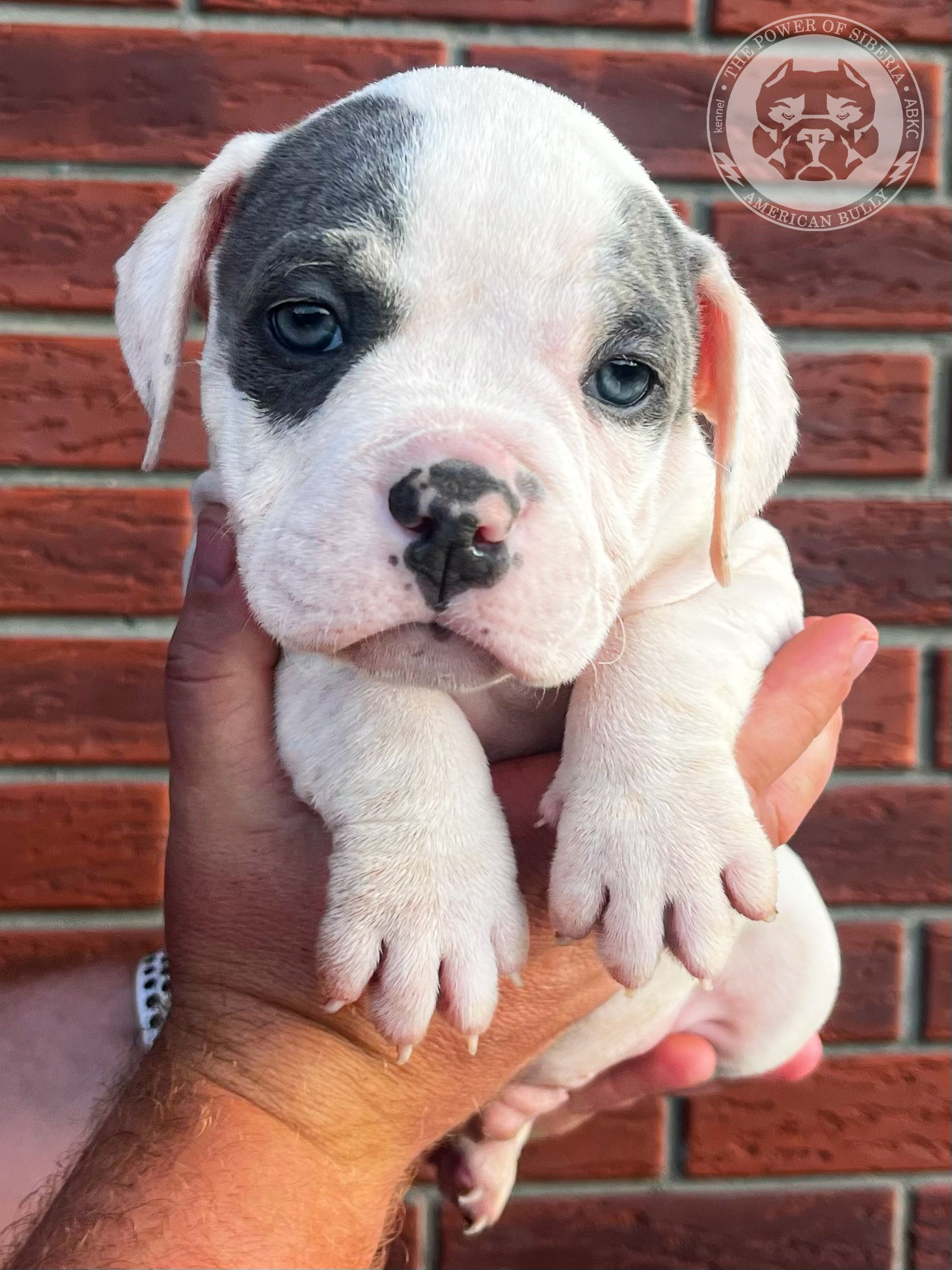 Помет Каспер и Тагира. 21.04.25. Американский Булли в г. Ростов-на-Дону. Питомник THE POWER OF SIBERIA