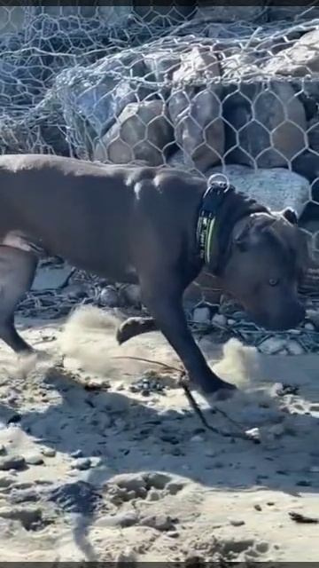 Дети Вела. ПИТОМНИК СОБАК ПОРОДЫ АМЕРИКАНСКИЙ БУЛЛИ