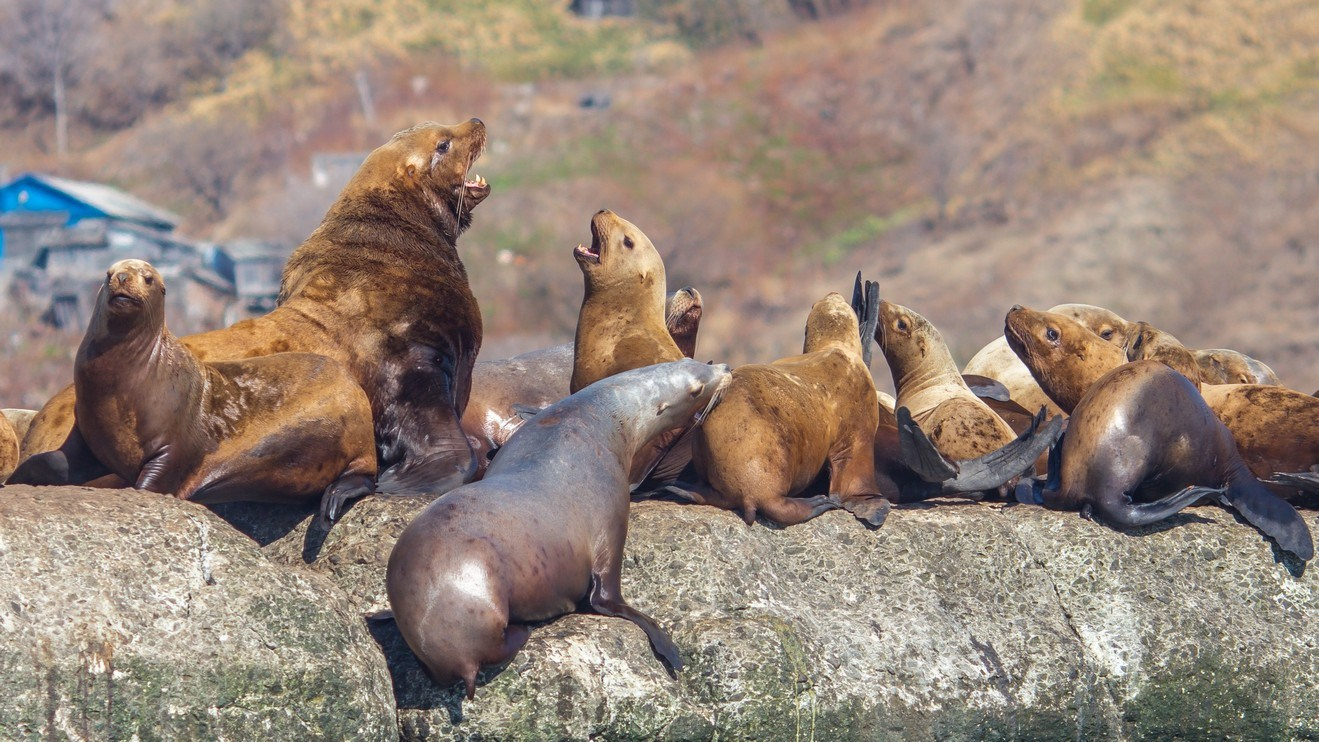 Путешествия (Пейзажи, уличная фотография и др.). Фотограф. г. Южно-Сахалинск. Олег Толстов