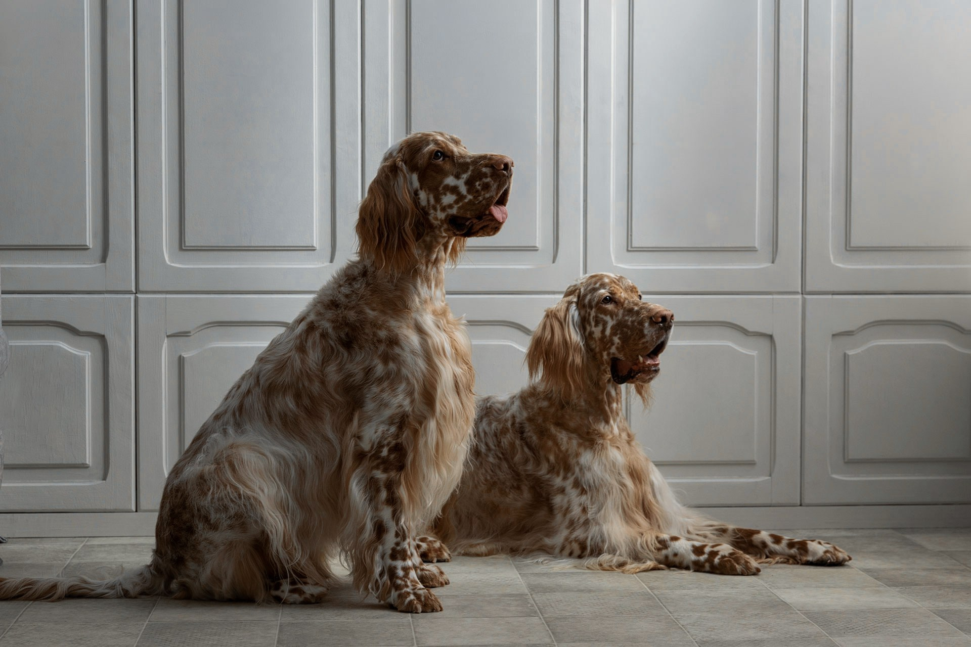 Портреты питомцев. Фотограф Ирина Бобрешова. Коряжма