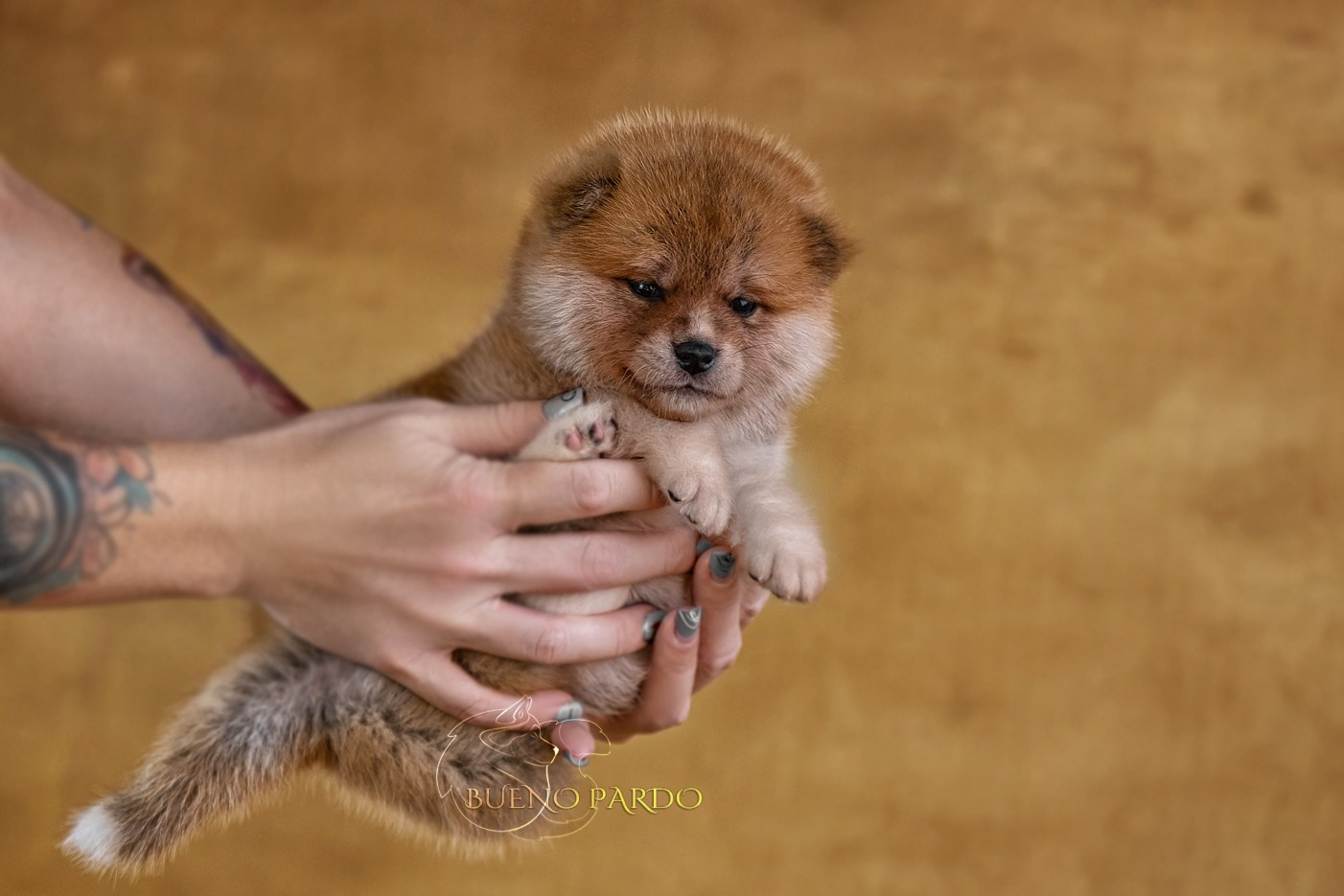 АКИТА. Kawaii Kuma питомник собак пород Корги пемброк, Акита ину, Сиба