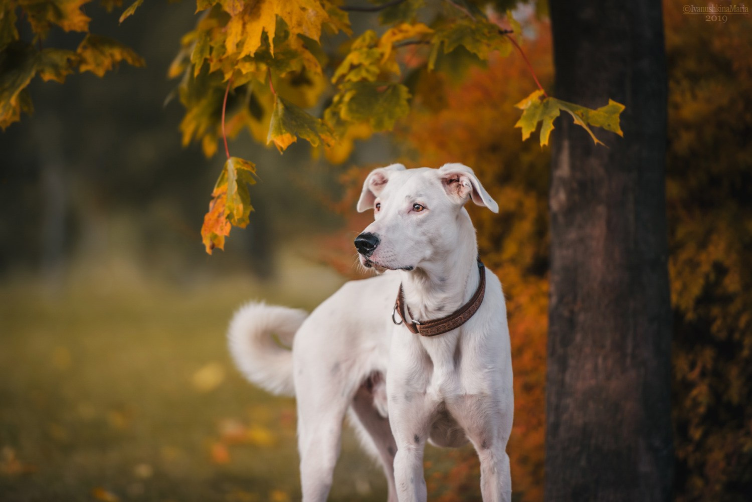 Фотограф-анималист. Фотограф собак в Москве и Московской области Иванушкина Мария