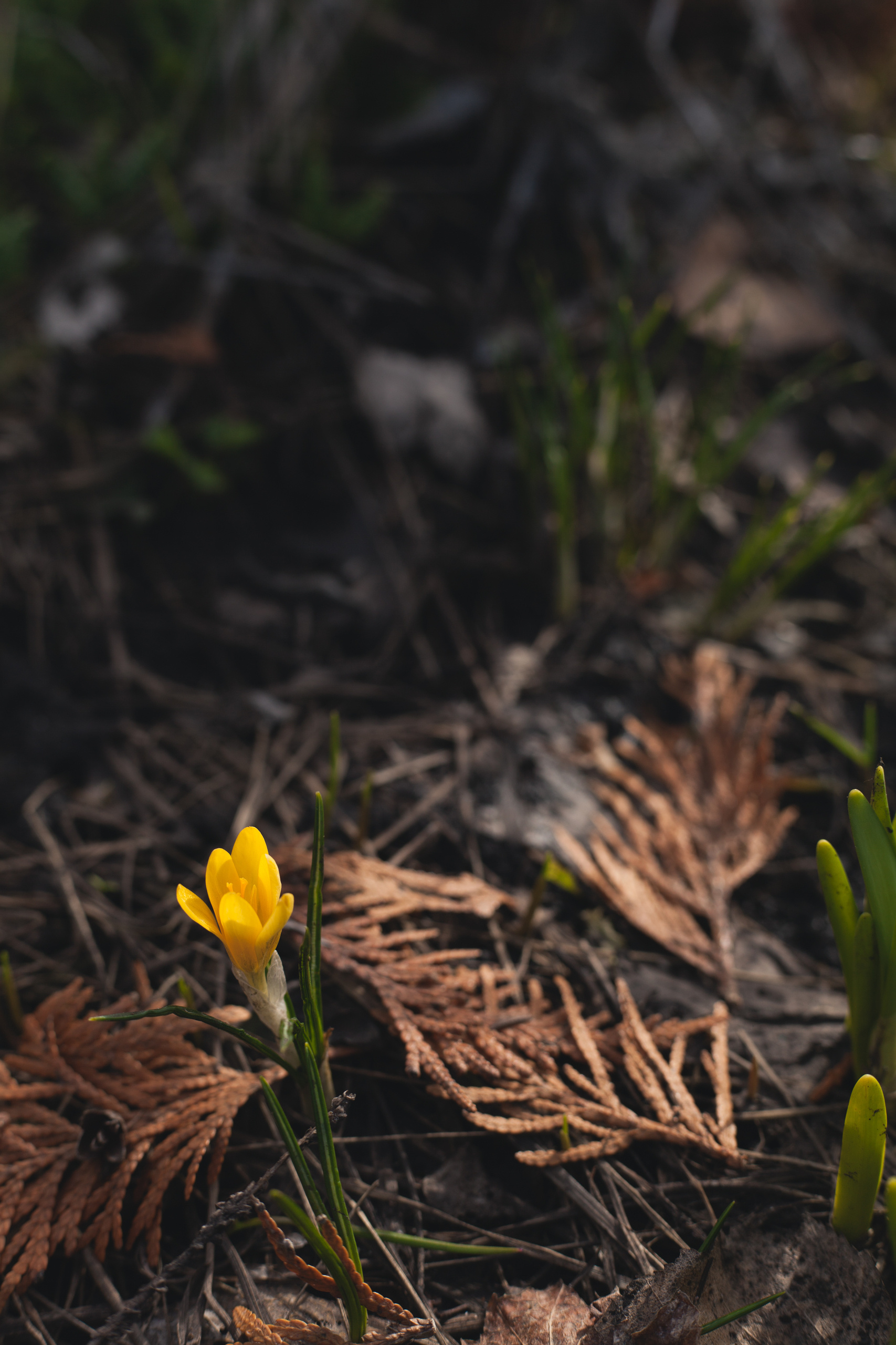 Garden sketches, 2017