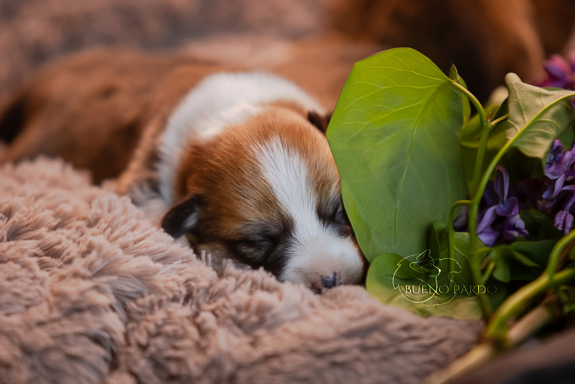 Щенки вельш корги пемброк из питомника. Питомник собак Акита, Хаски, Корги