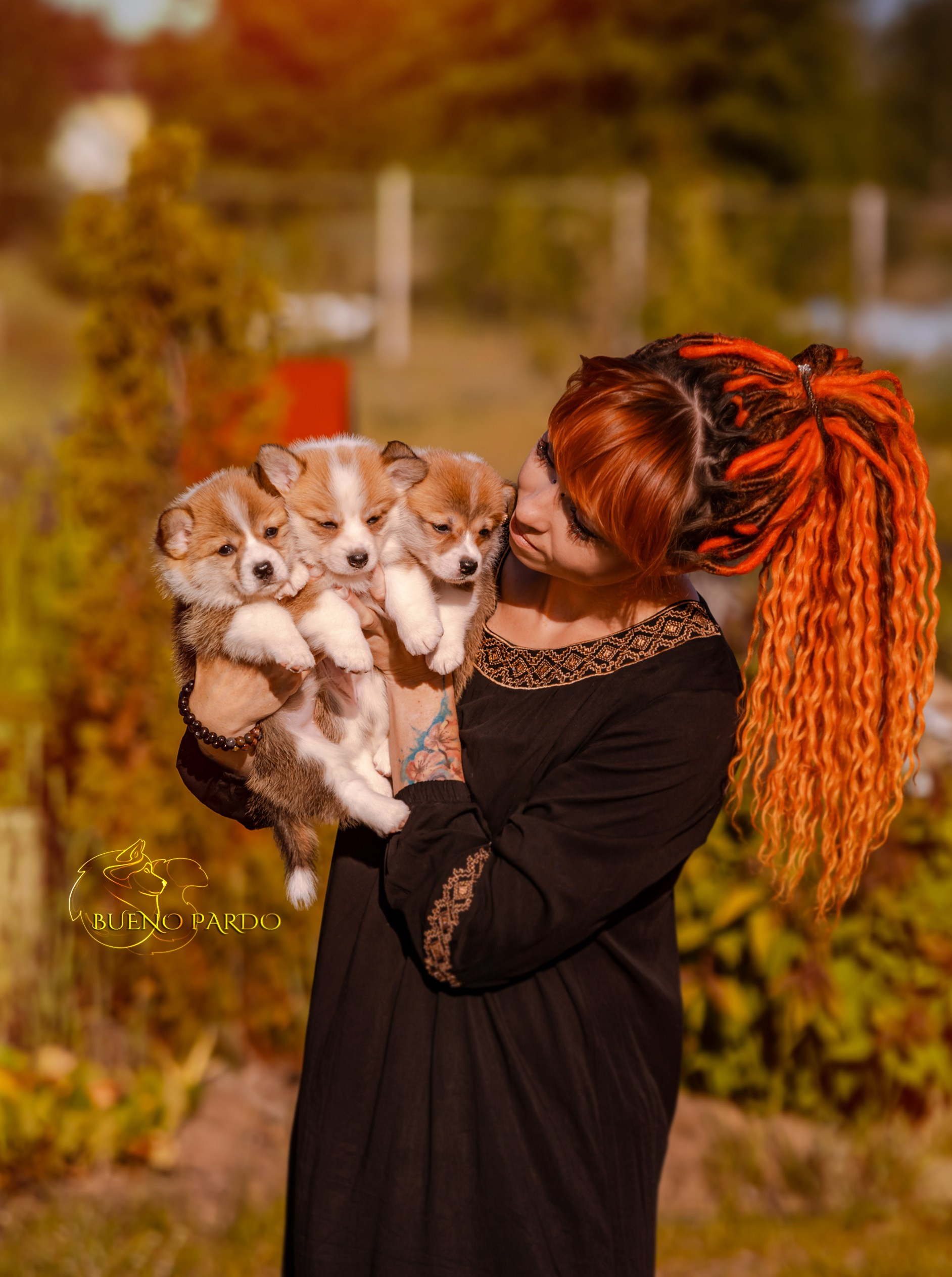 Щенки вельш корги пемброк из питомника. Питомник собак Акита, Хаски, Корги