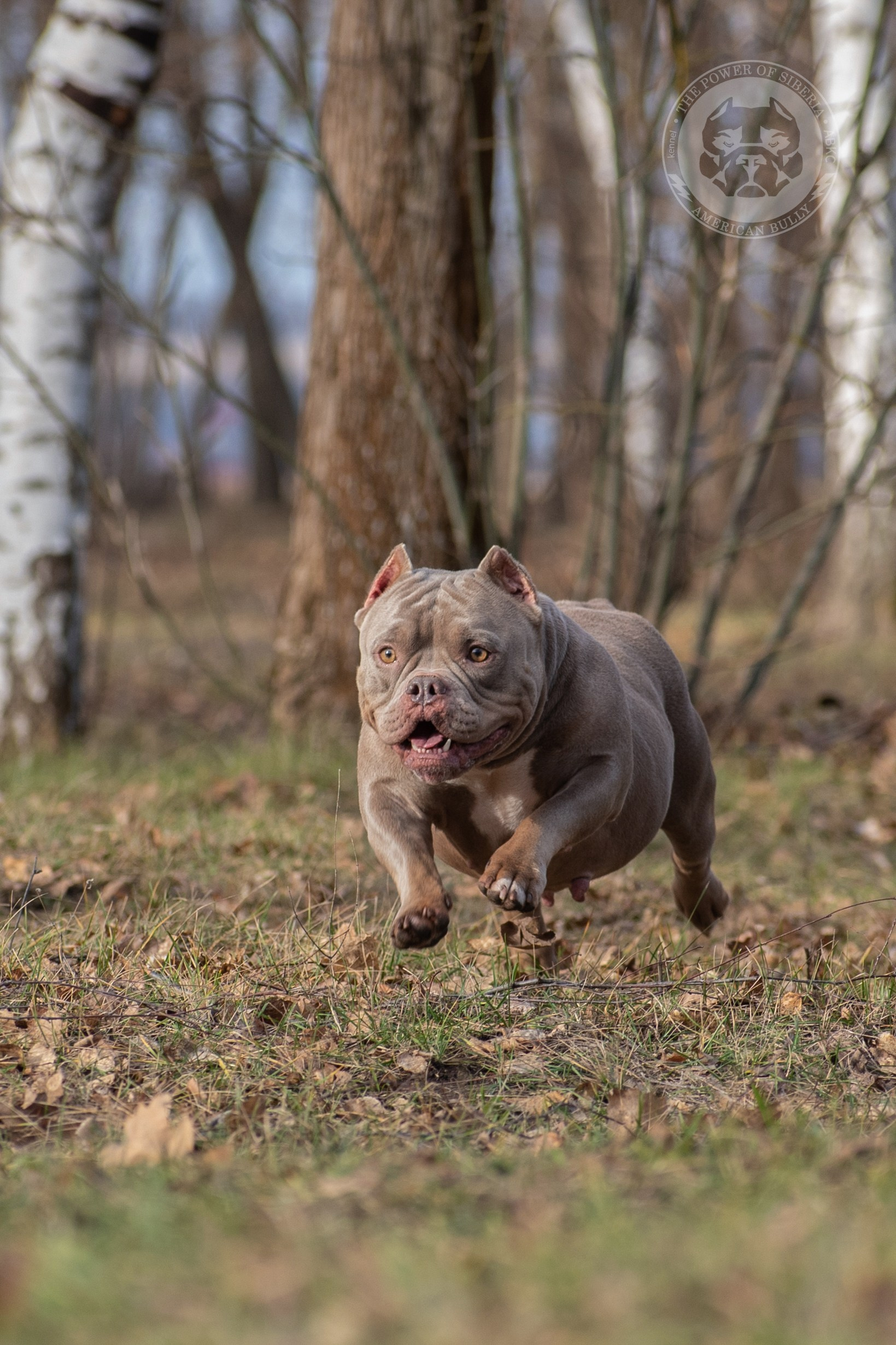 кобель на вязку Американский булли в Тольятти