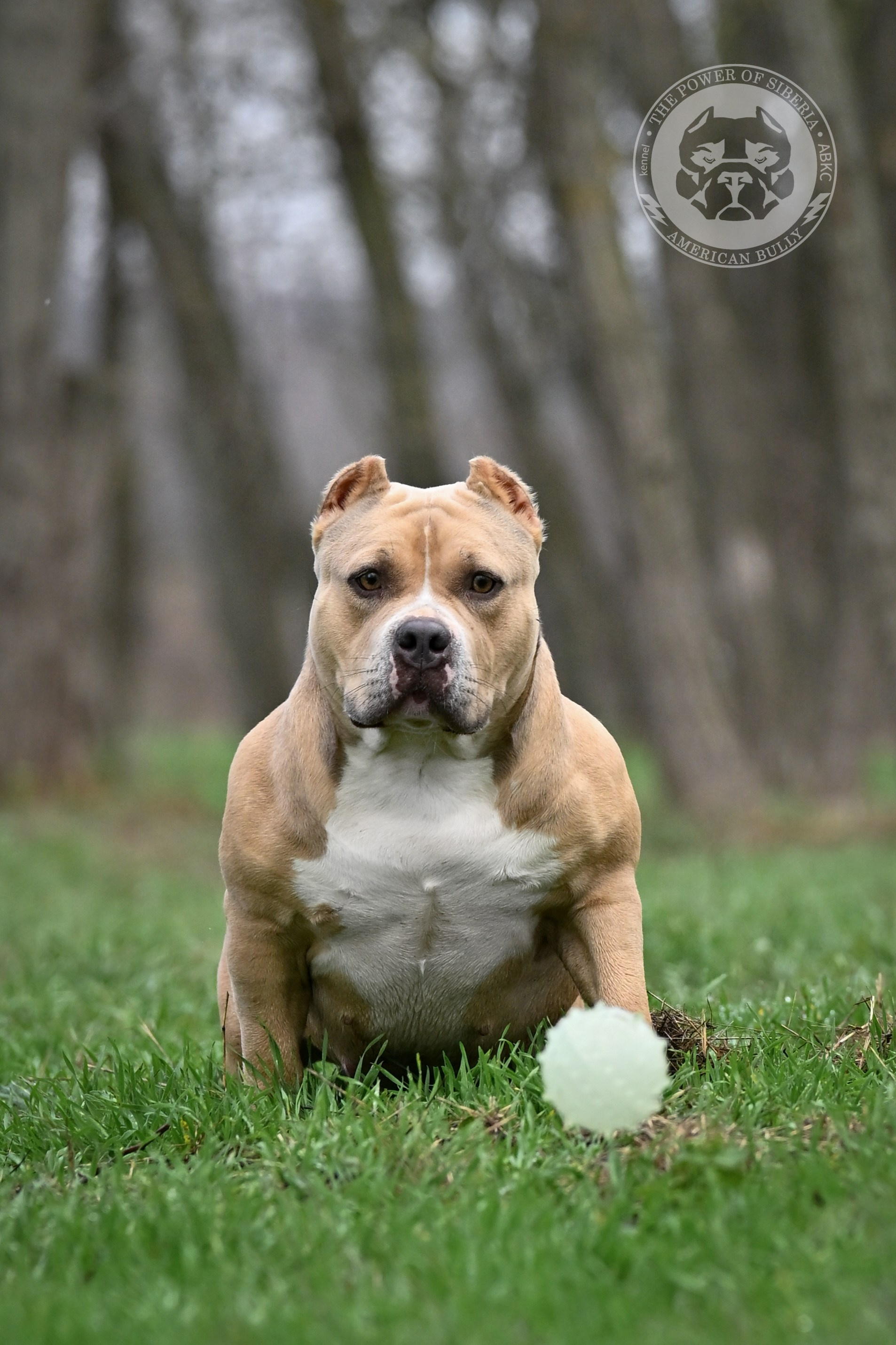 продажа щенков американских булли в Астрахани, продажа щенков Амбулли в Астрахани, купить щенка в официальном питомнике American Bully в Астрахани