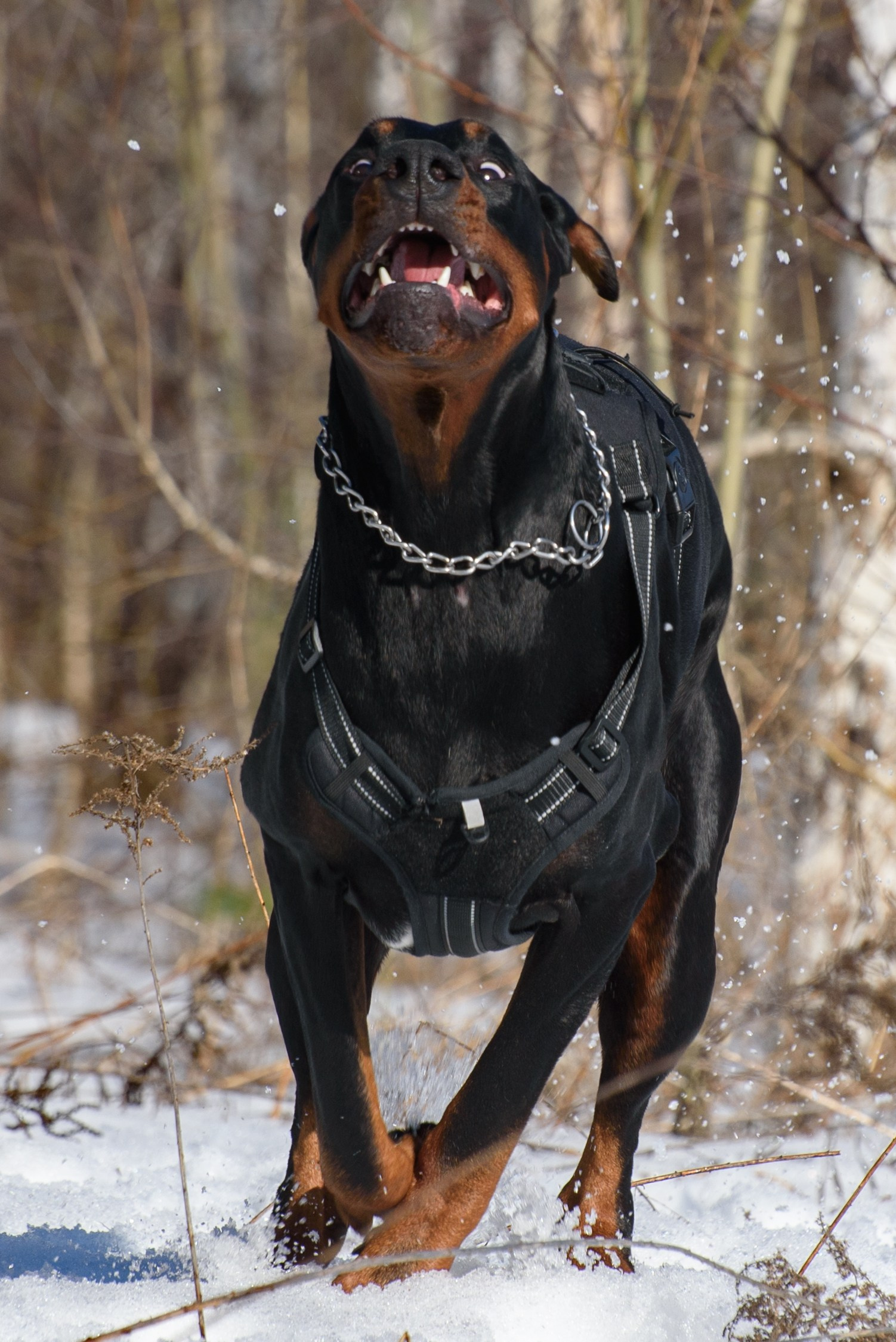 Фотосессию с любимчиком — доберманом. Фотограф Макс Огурцов в Нижнем Новгороде