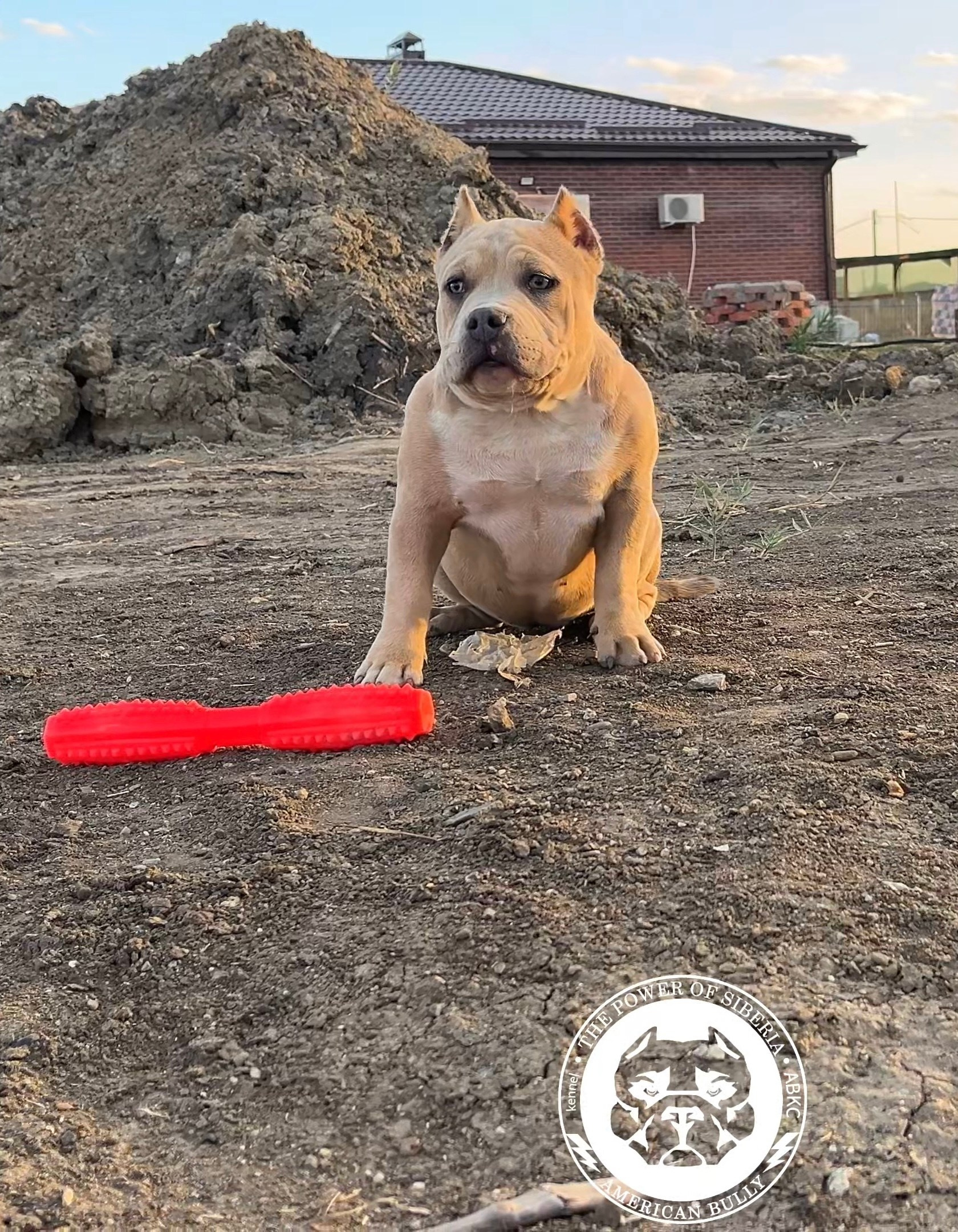 Помет Каспер и Тагира. 21.04.25. Американский Булли в г. Ростов-на-Дону. Питомник THE POWER OF SIBERIA