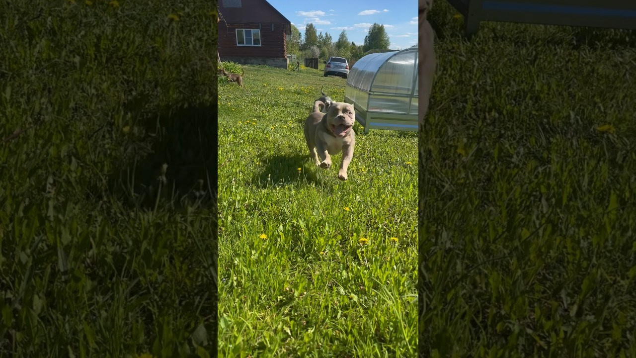 Saint-P Bully's Dynasty. Питомник американских булли Bounty Pride Bully