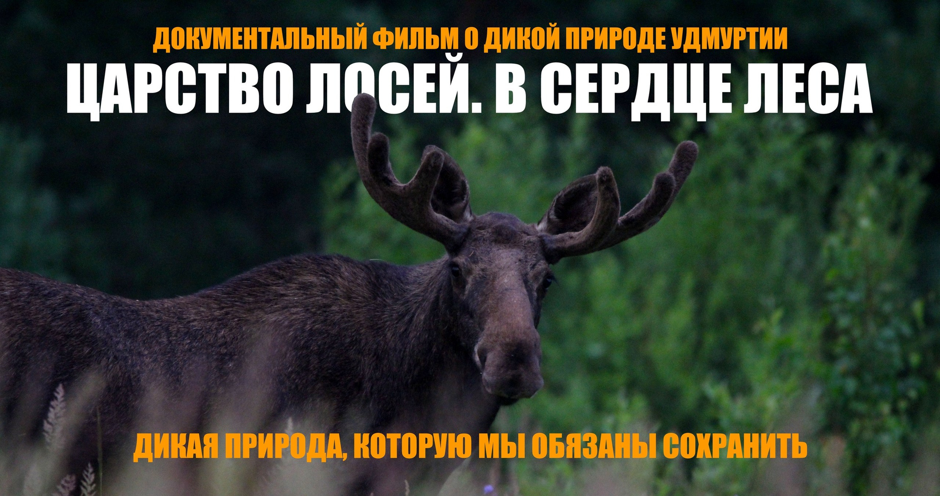 Фильм "Царство лосей. В сердце леса" фотографа Александра Соловьёва. GREEN UDMURTIA. Фотографии дикой природы