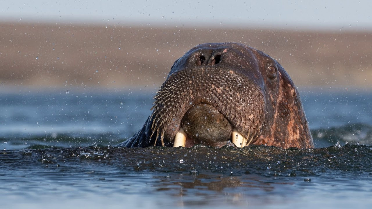 Таймыр. Wildlife Ride — организация фототуров и экспедиций