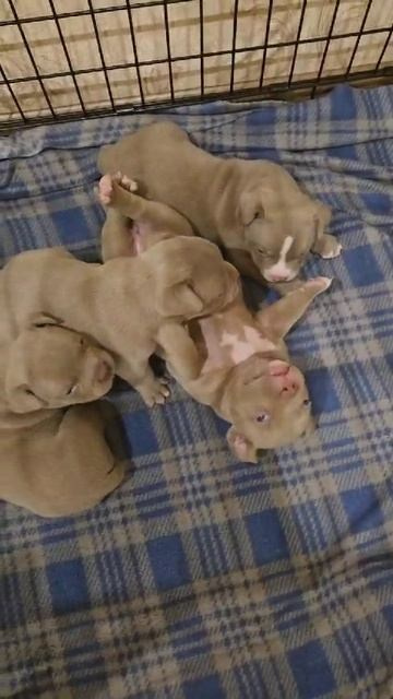 Дети Камелия. ПИТОМНИК СОБАК ПОРОДЫ АМЕРИКАНСКИЙ БУЛЛИ