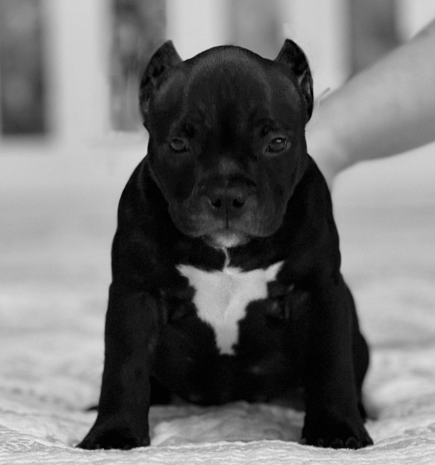 Дети Савана. ПИТОМНИК СОБАК ПОРОДЫ АМЕРИКАНСКИЙ БУЛЛИ