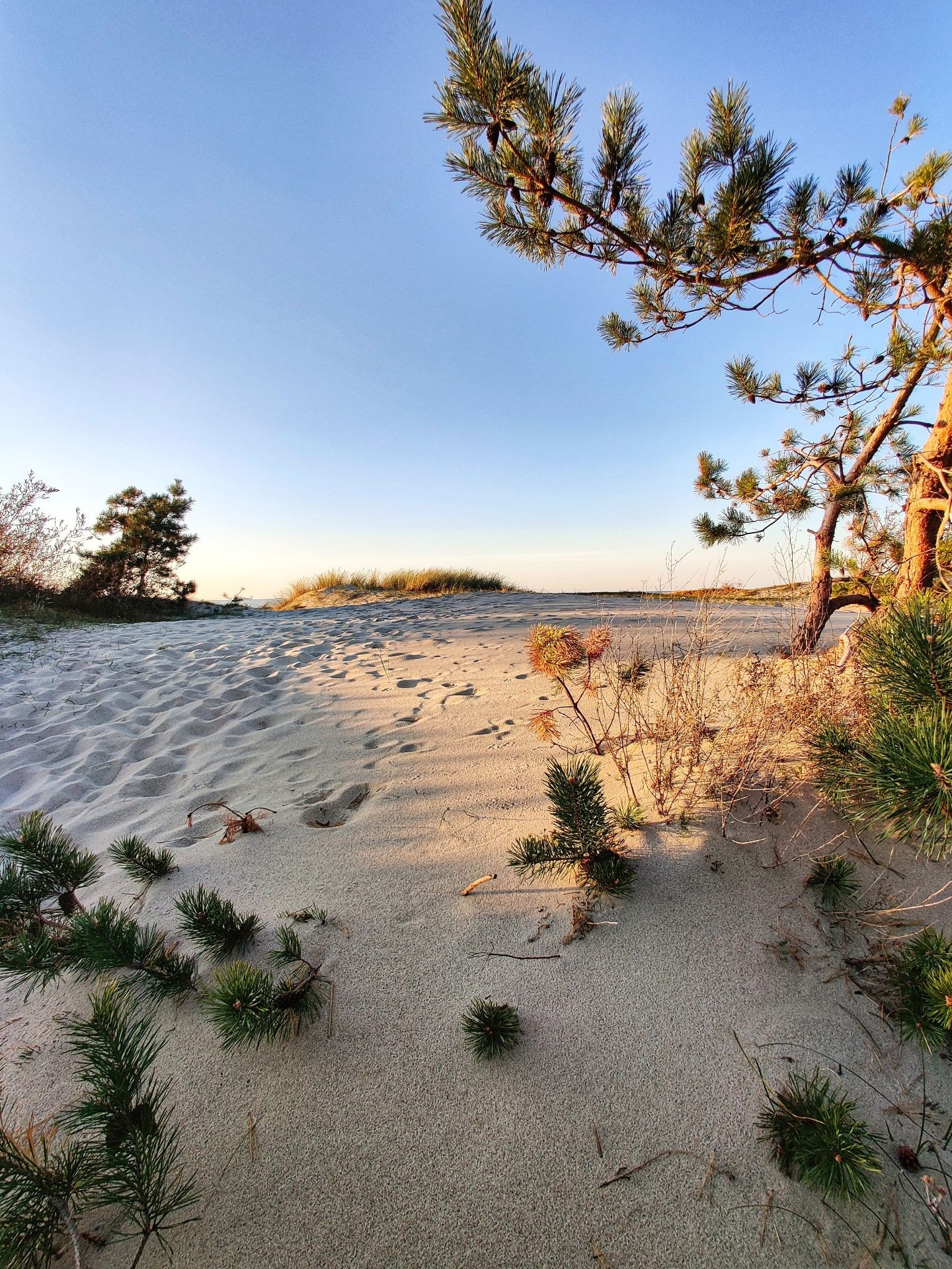 Песчаная тропа среди дюн с соснами на Балтийской косе