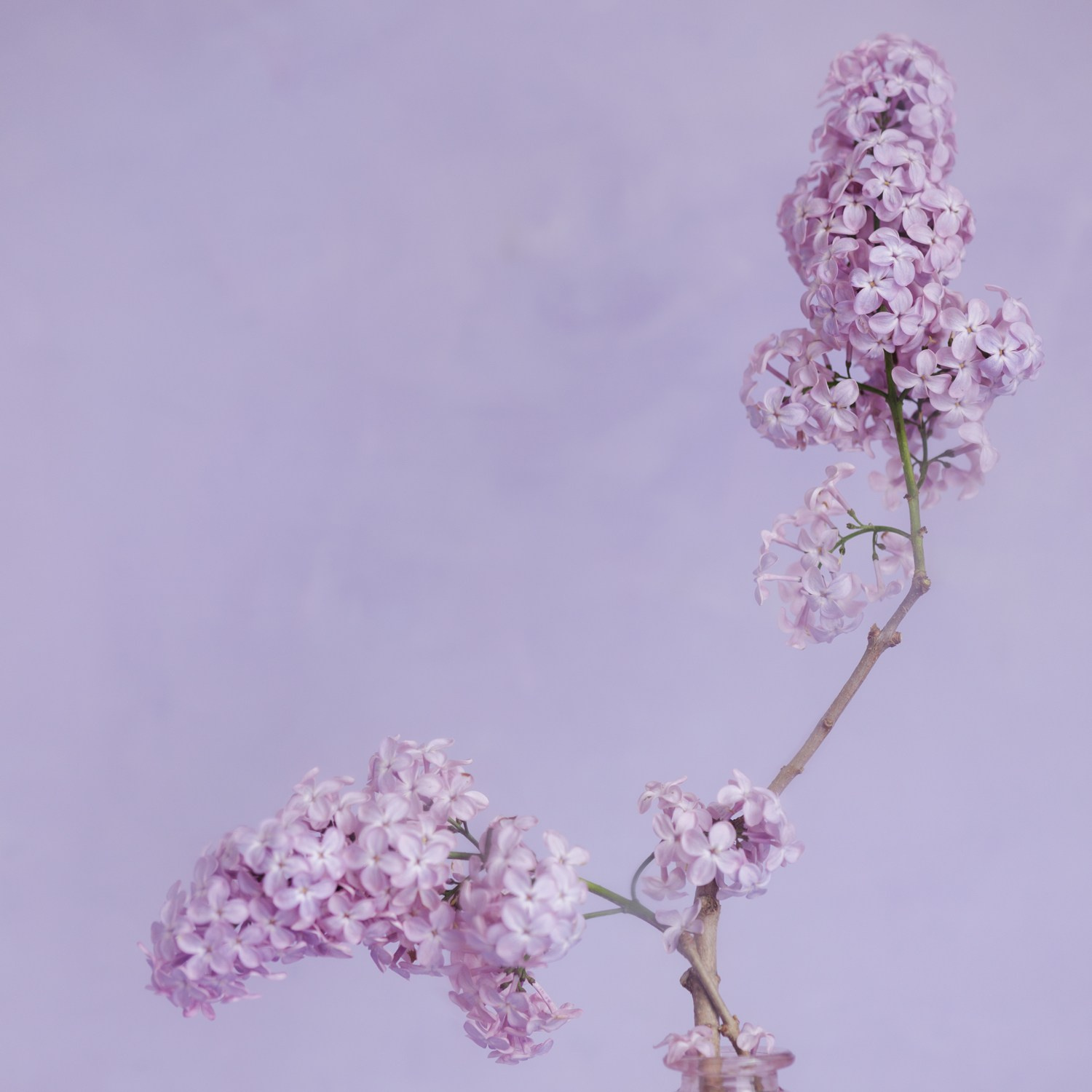 Delicate Balance