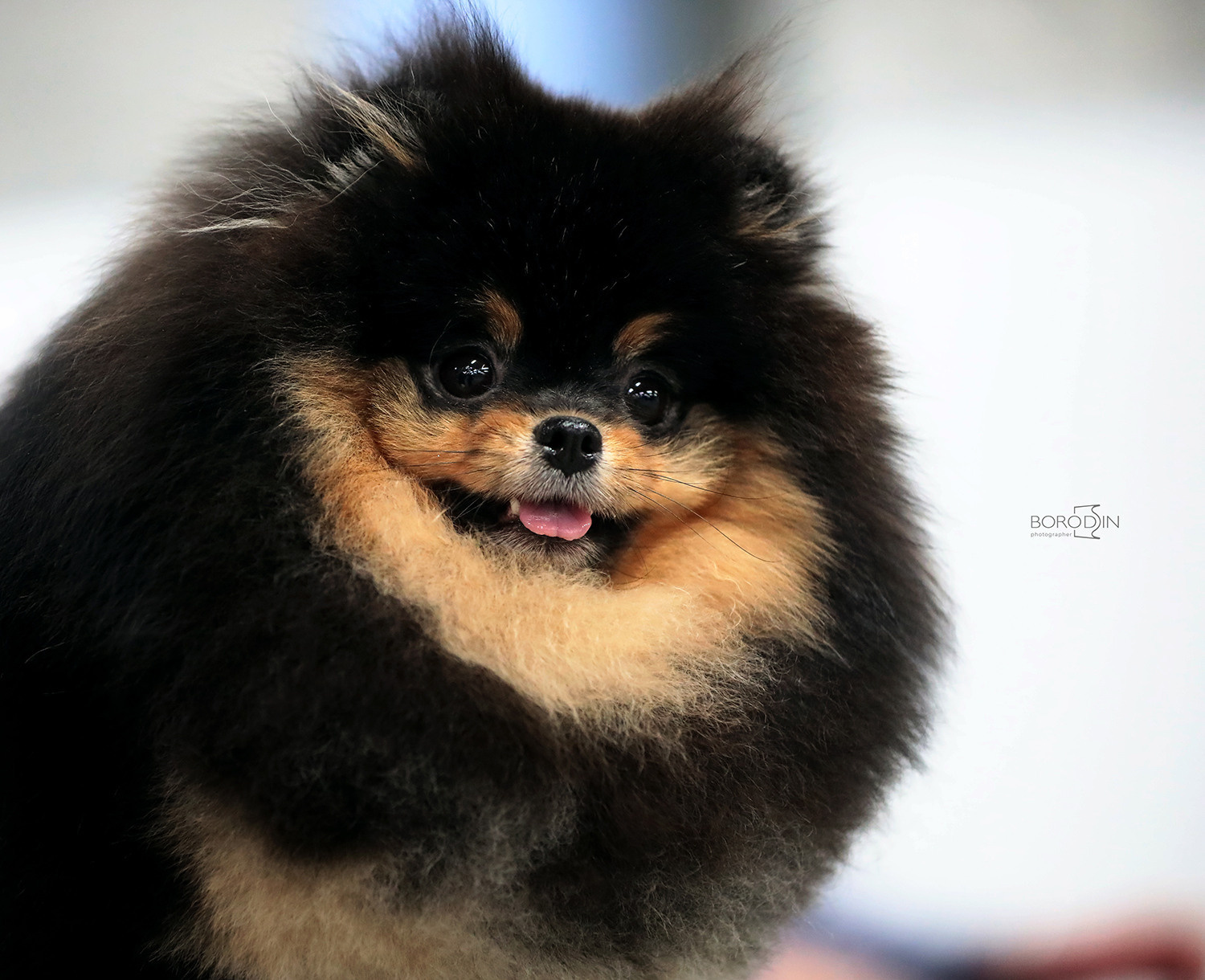 Отзывы. Фотограф Дмитрий Бородин