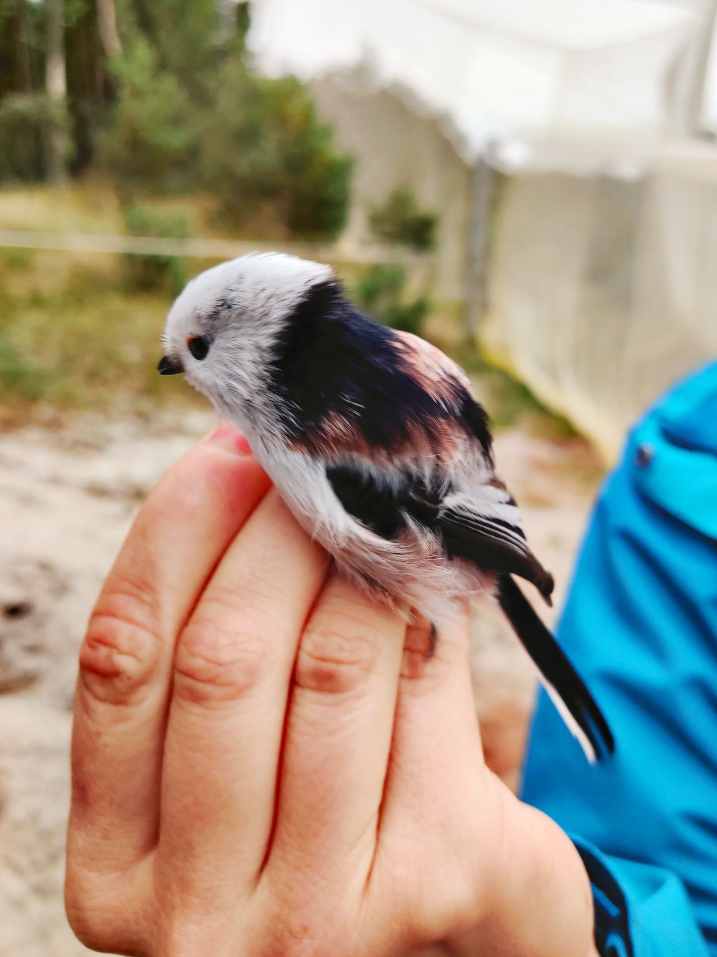 Маленькая птичка длиннохвостая синица сидит на пальцах руки на природе