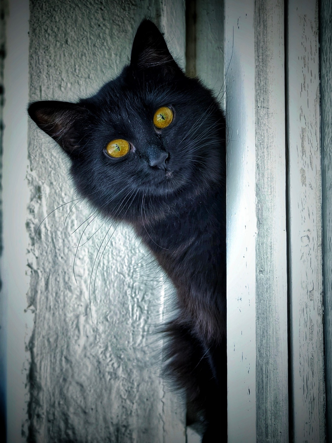 Чёрная кошка с жёлтыми глазами выглядывает из окна