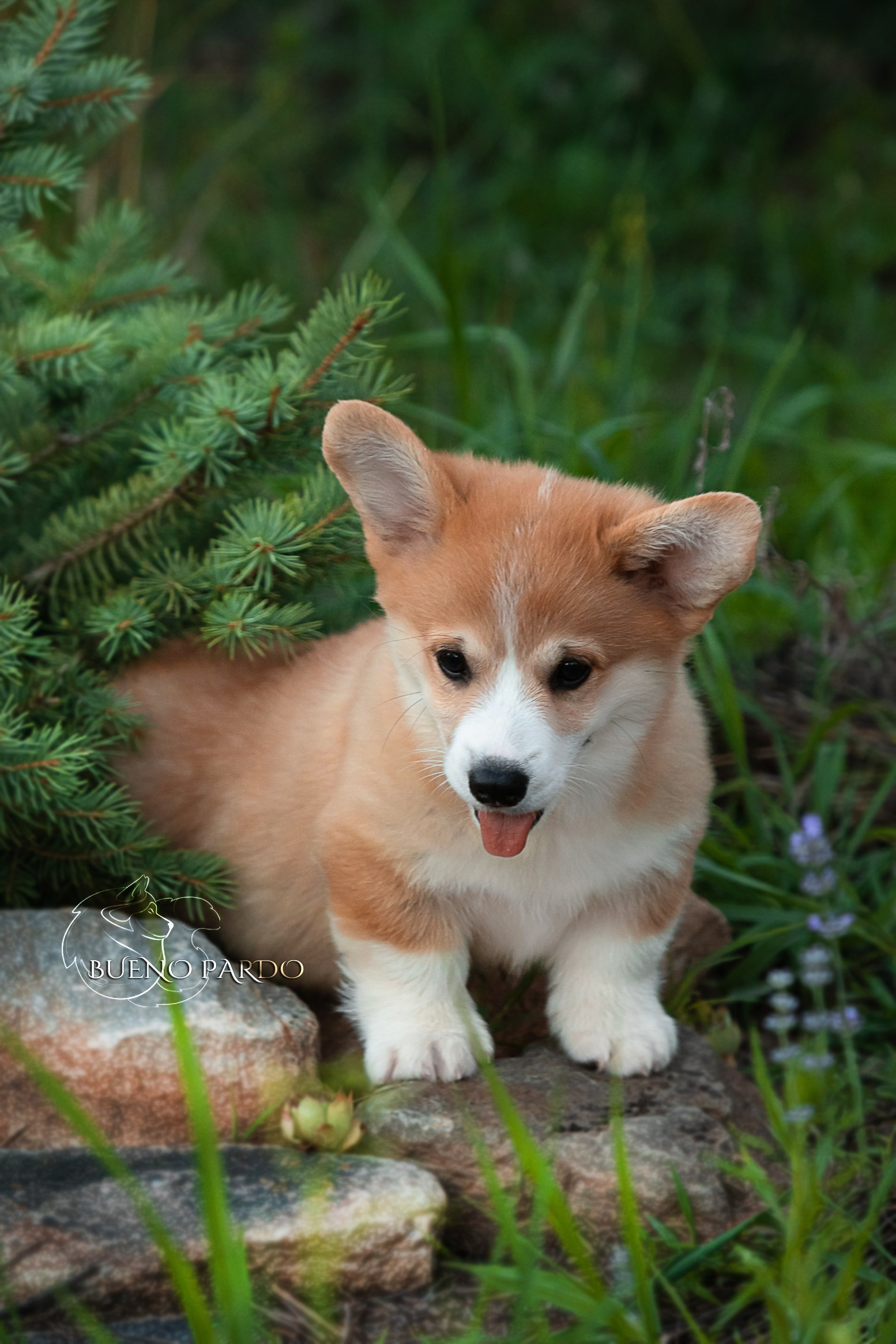 Щенки вельш корги пемброк из питомника. Питомник собак Акита, Хаски, Корги