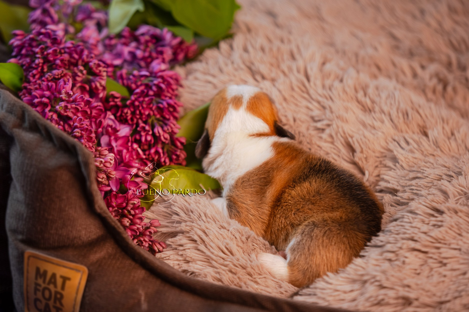 Щенки вельш корги пемброк из питомника. Питомник собак Акита, Хаски, Корги