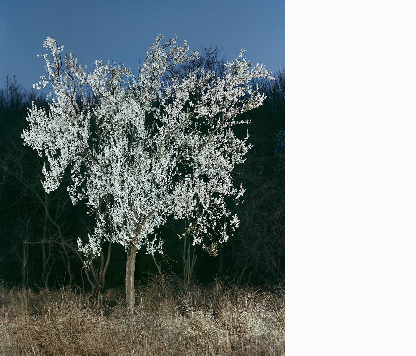 Проект Balazs Turos «The nature of things». Private image