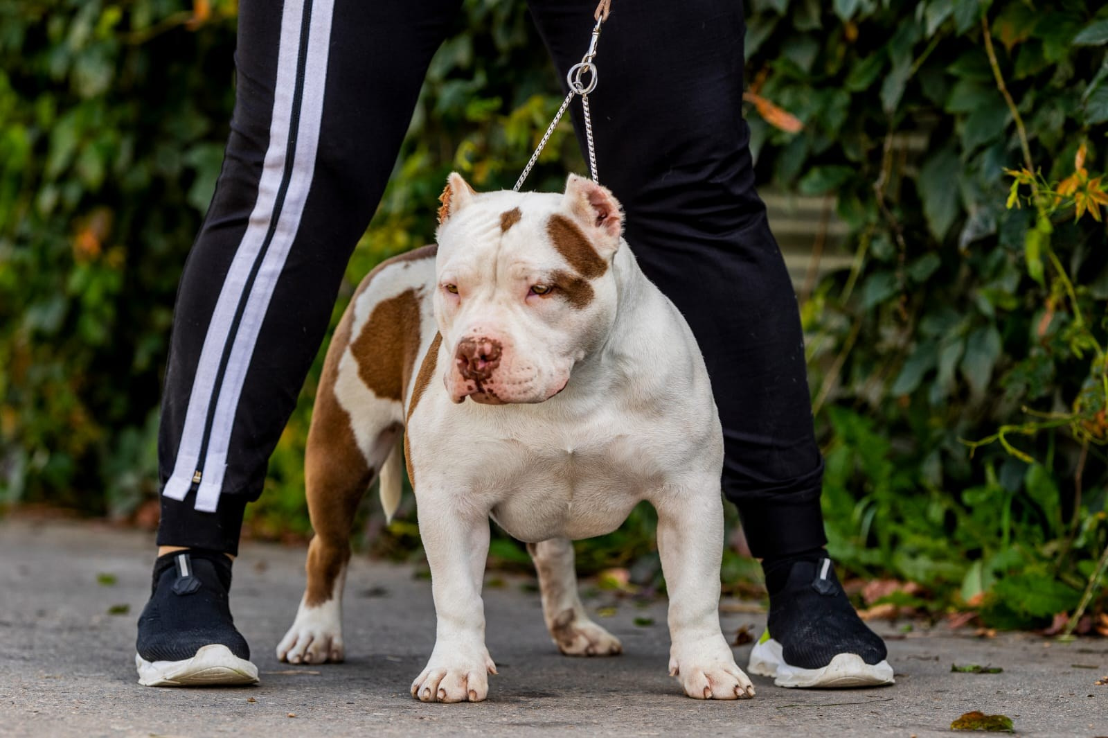 Щенки Американский булли. ПИТОМНИК СОБАК ПОРОДЫ АМЕРИКАНСКИЙ БУЛЛИ