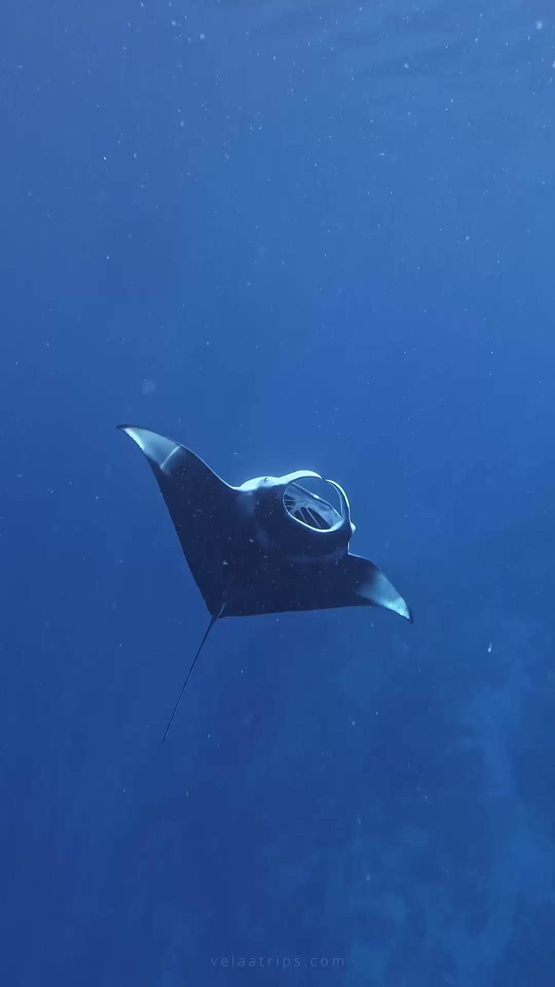 EXCURSIONS IN THE MALDIVES