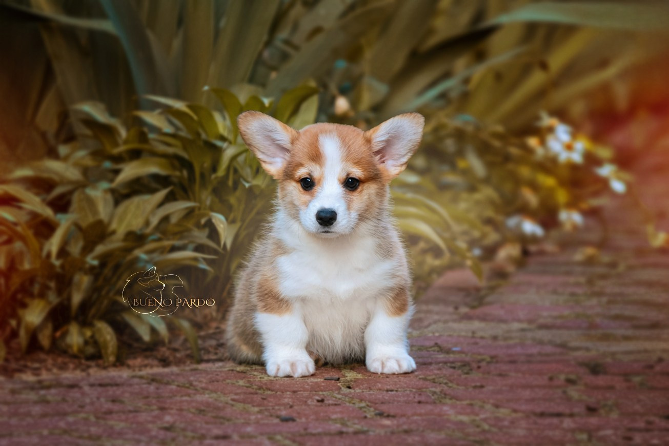 Щенки вельш корги пемброк из питомника. Питомник собак Акита, Хаски, Корги