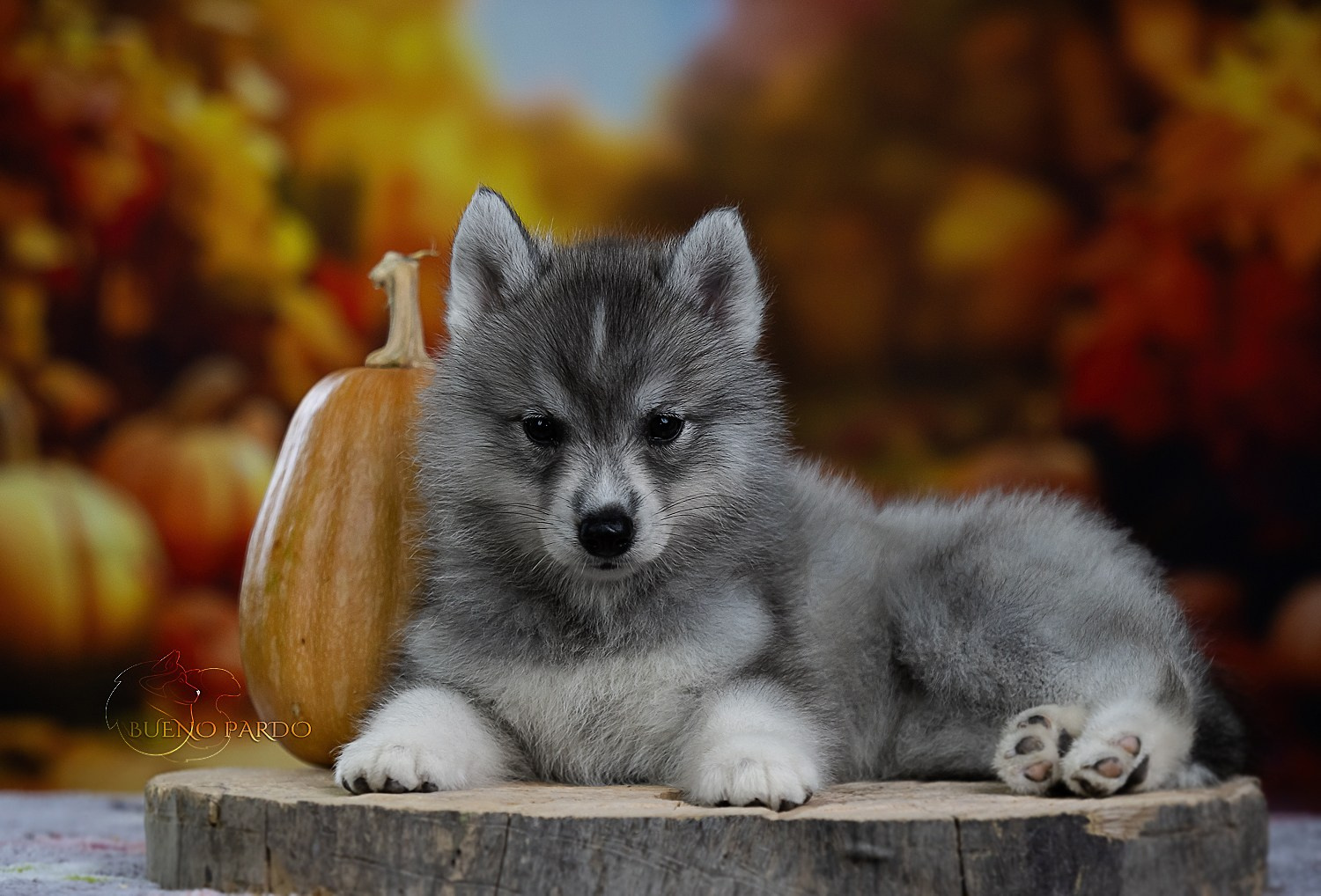 Щенки сибирского хаски из питомника. Питомник собак Акита, Хаски, Корги