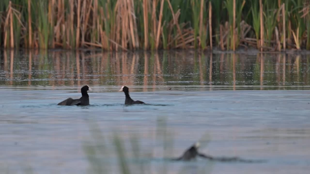 Драки лысух и лунь. Wildlife photography by Sergey Puponin