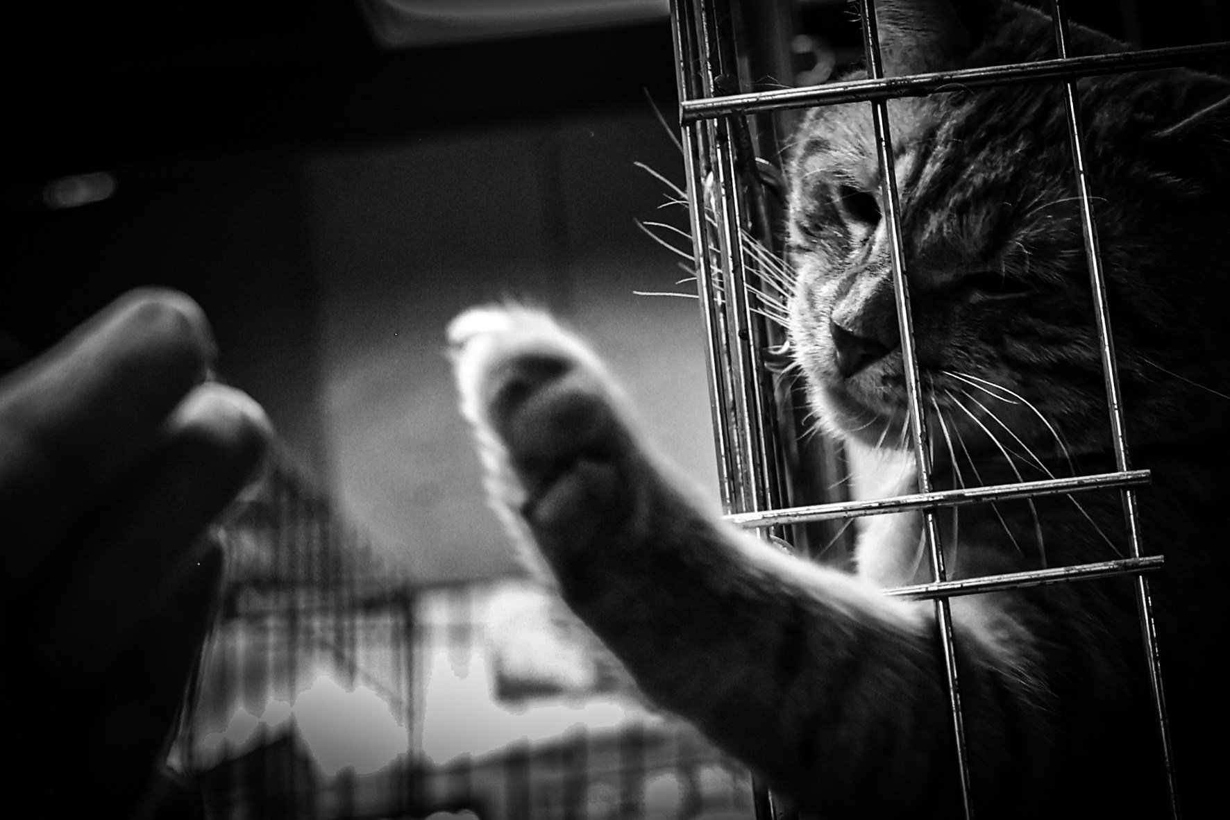 МУР КОША. Ekaterina Ageeva