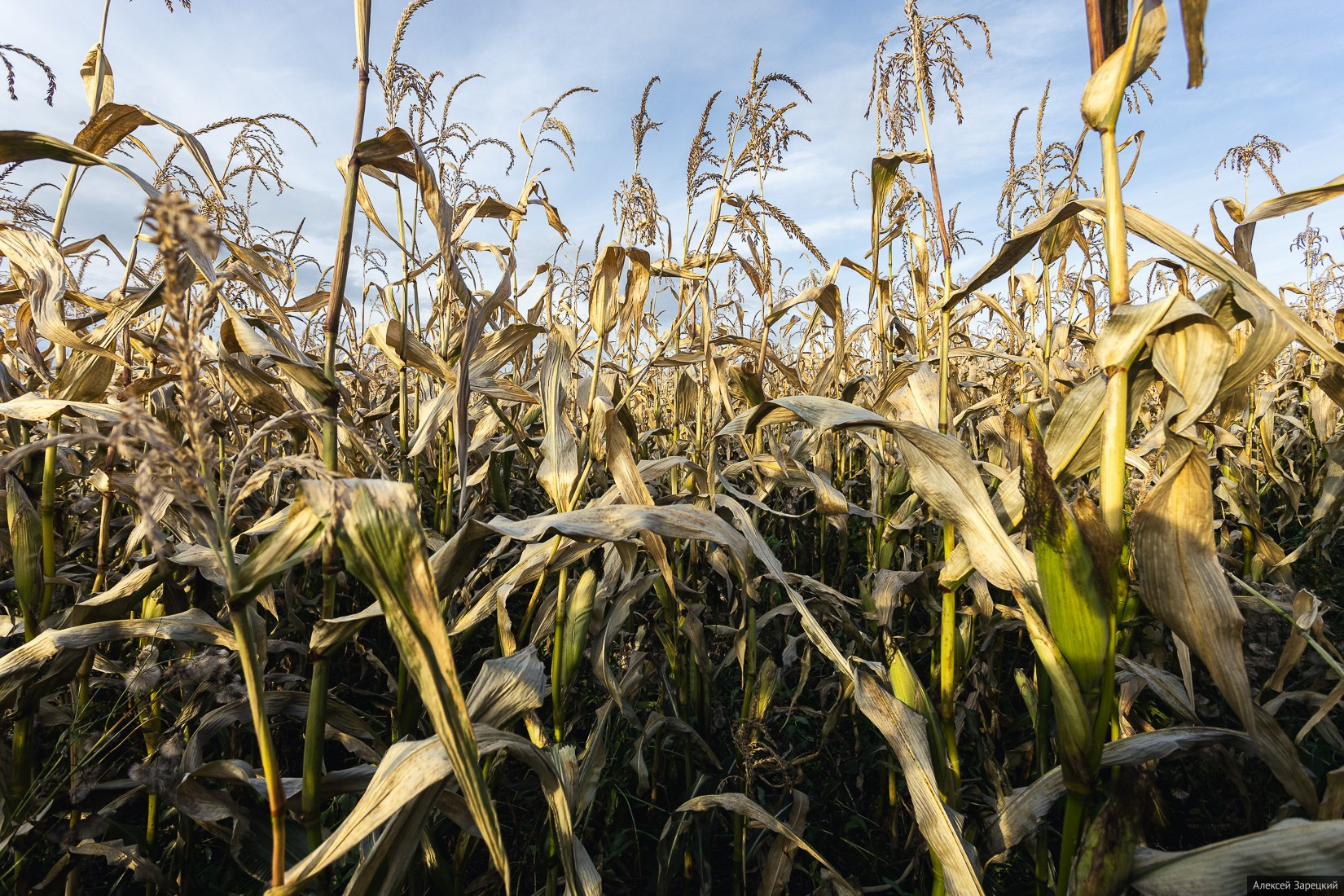Фотограф Алексей Зарецкий