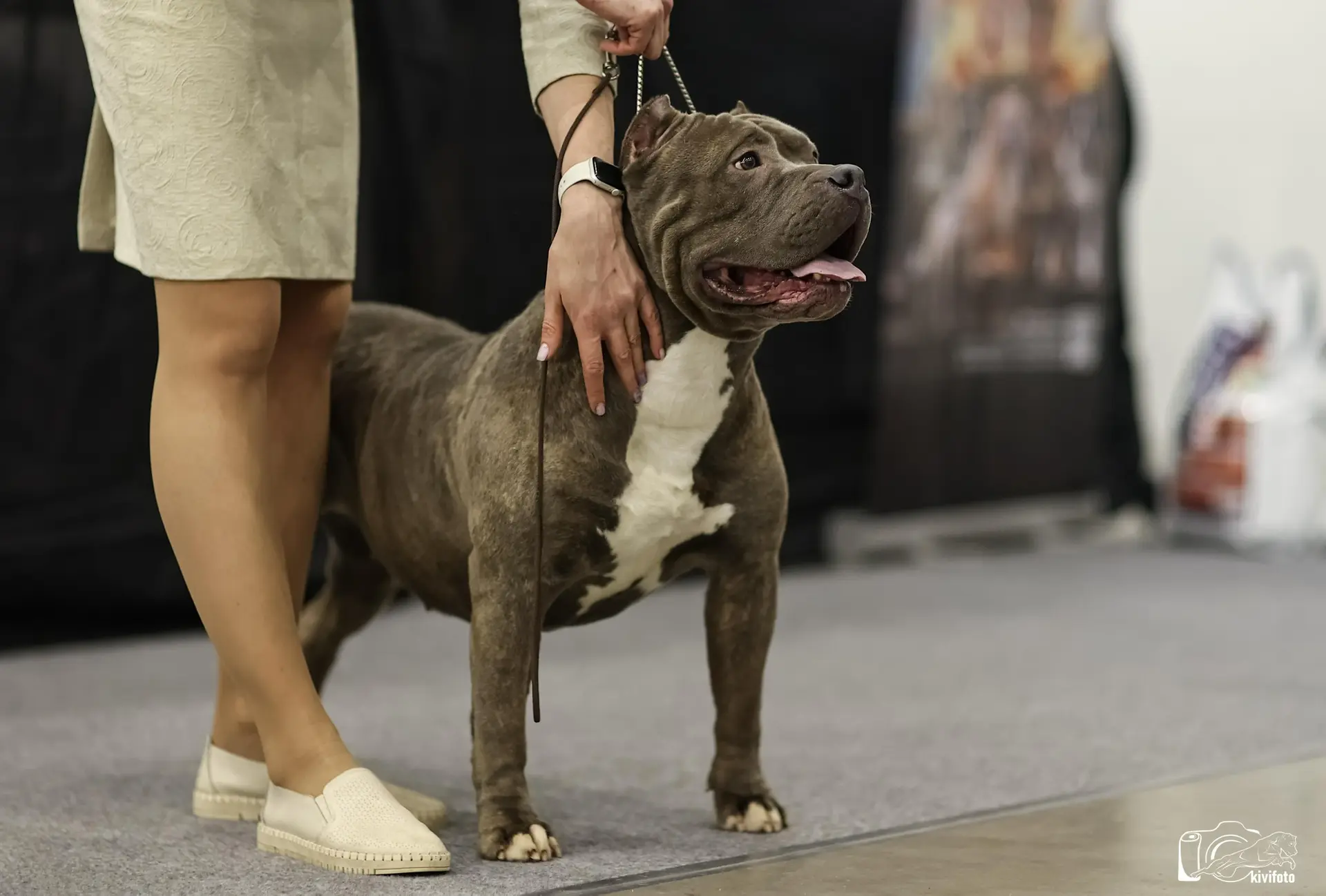 Участие в выставках. Американские булли XL в г. Калининград. Питомник Great Bully UNIVERSE