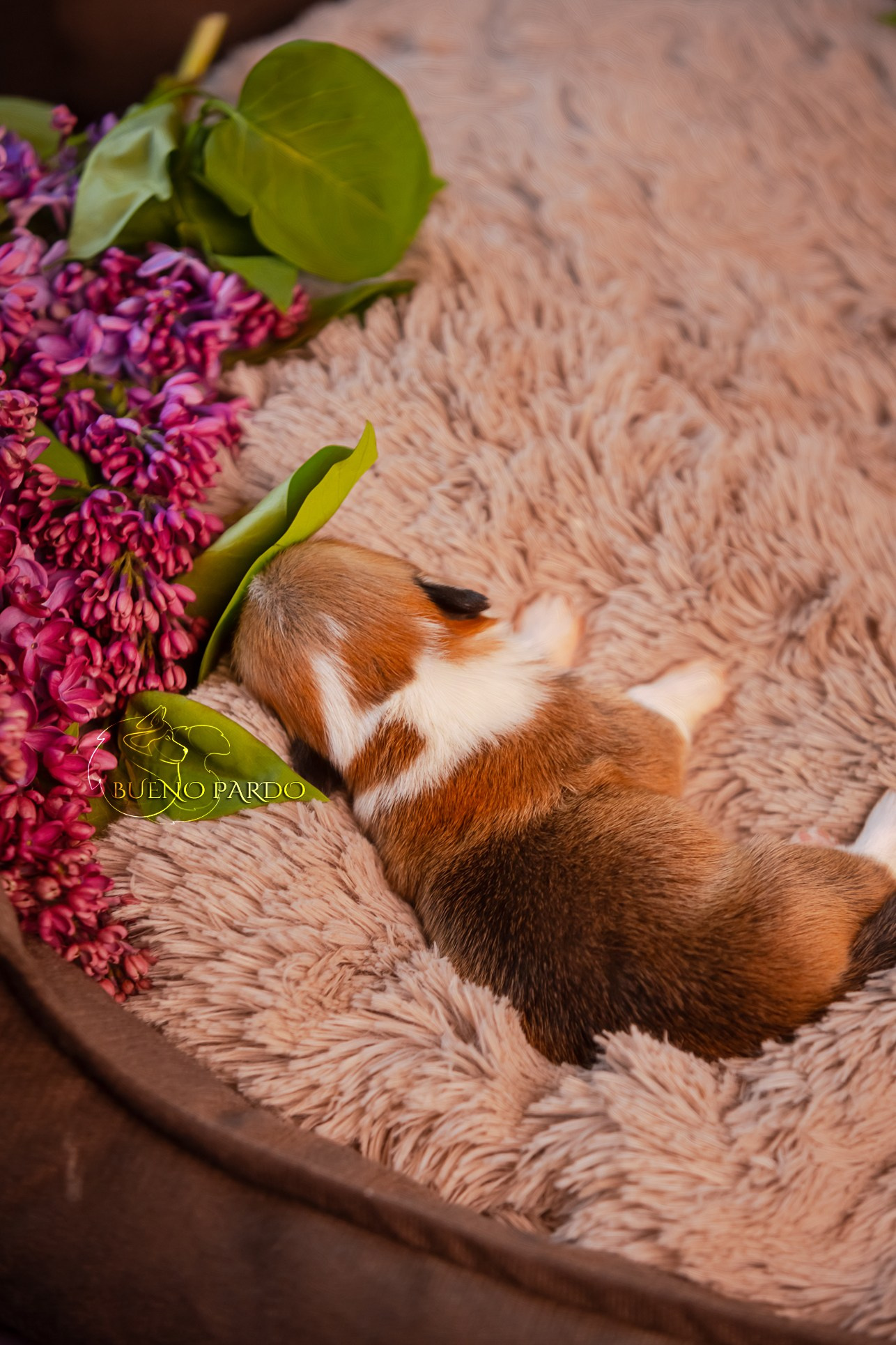 Щенки вельш корги пемброк из питомника. Питомник собак Акита, Хаски, Корги