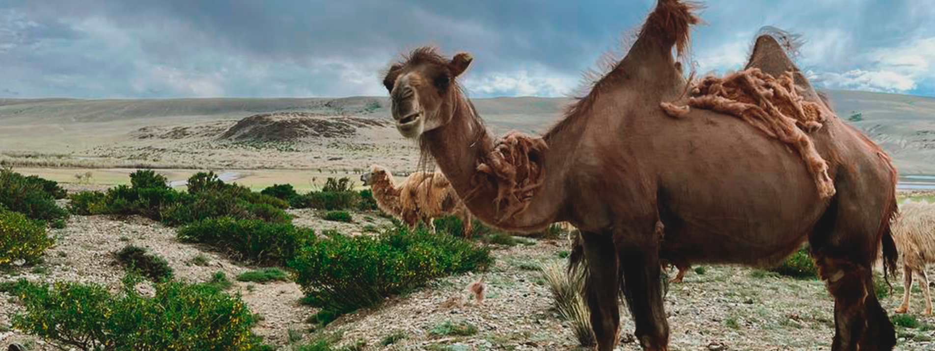 Реклама. Видеограф Новосибирск Сибирь Алтай. Илья Натворил