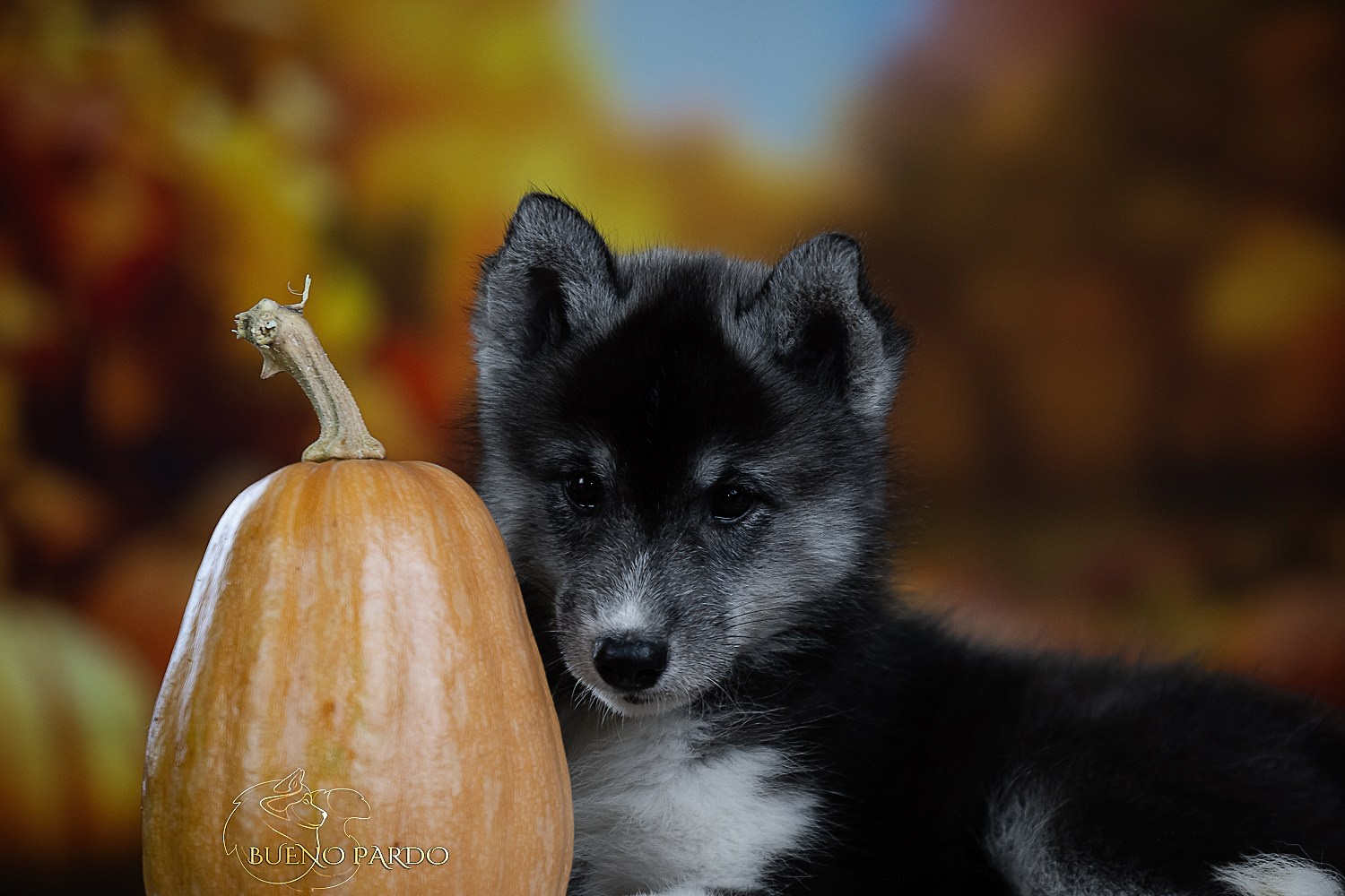 Щенки сибирского хаски из питомника. Питомник собак Акита, Хаски, Корги