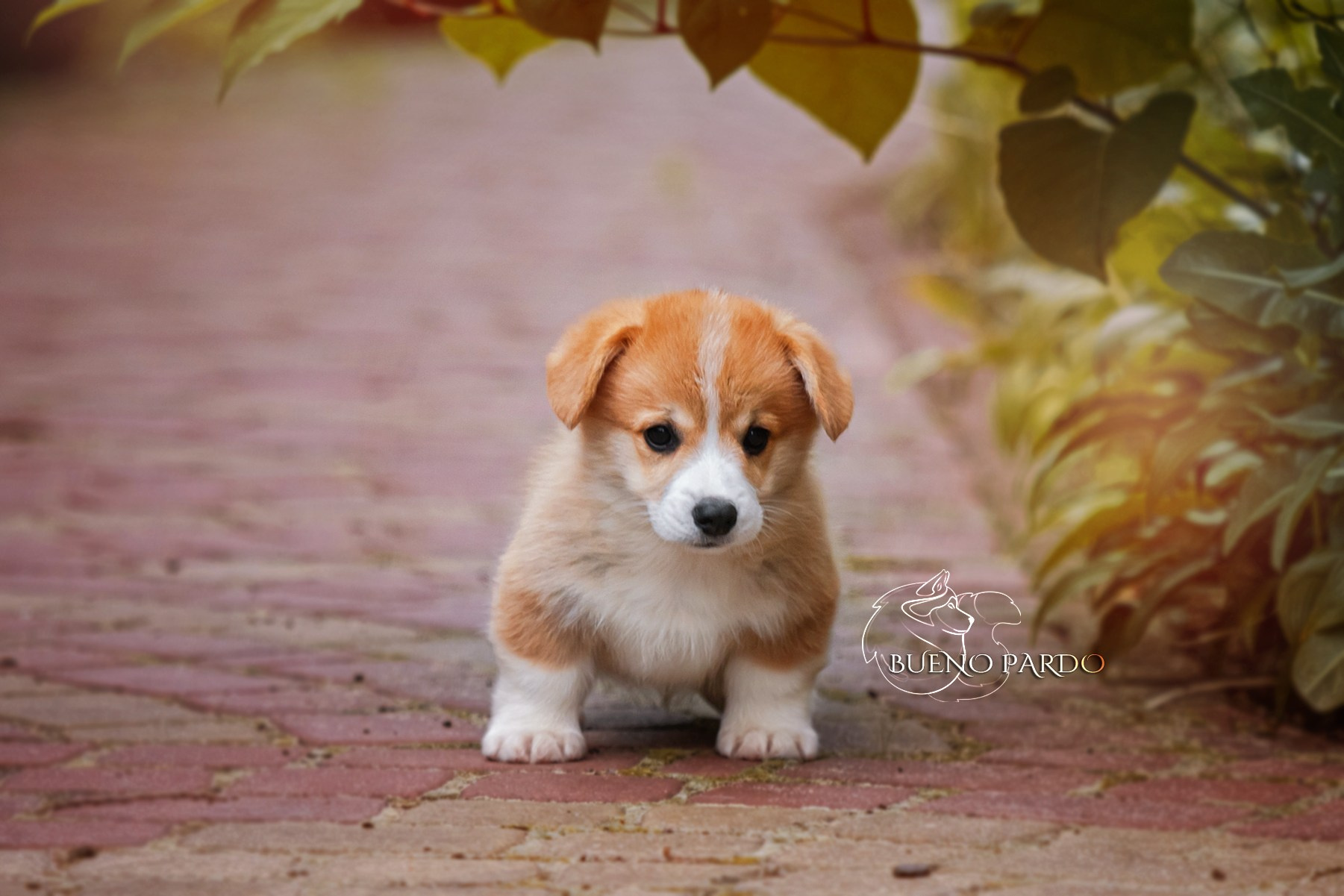 Щенки вельш корги пемброк из питомника. Питомник собак Акита, Хаски, Корги
