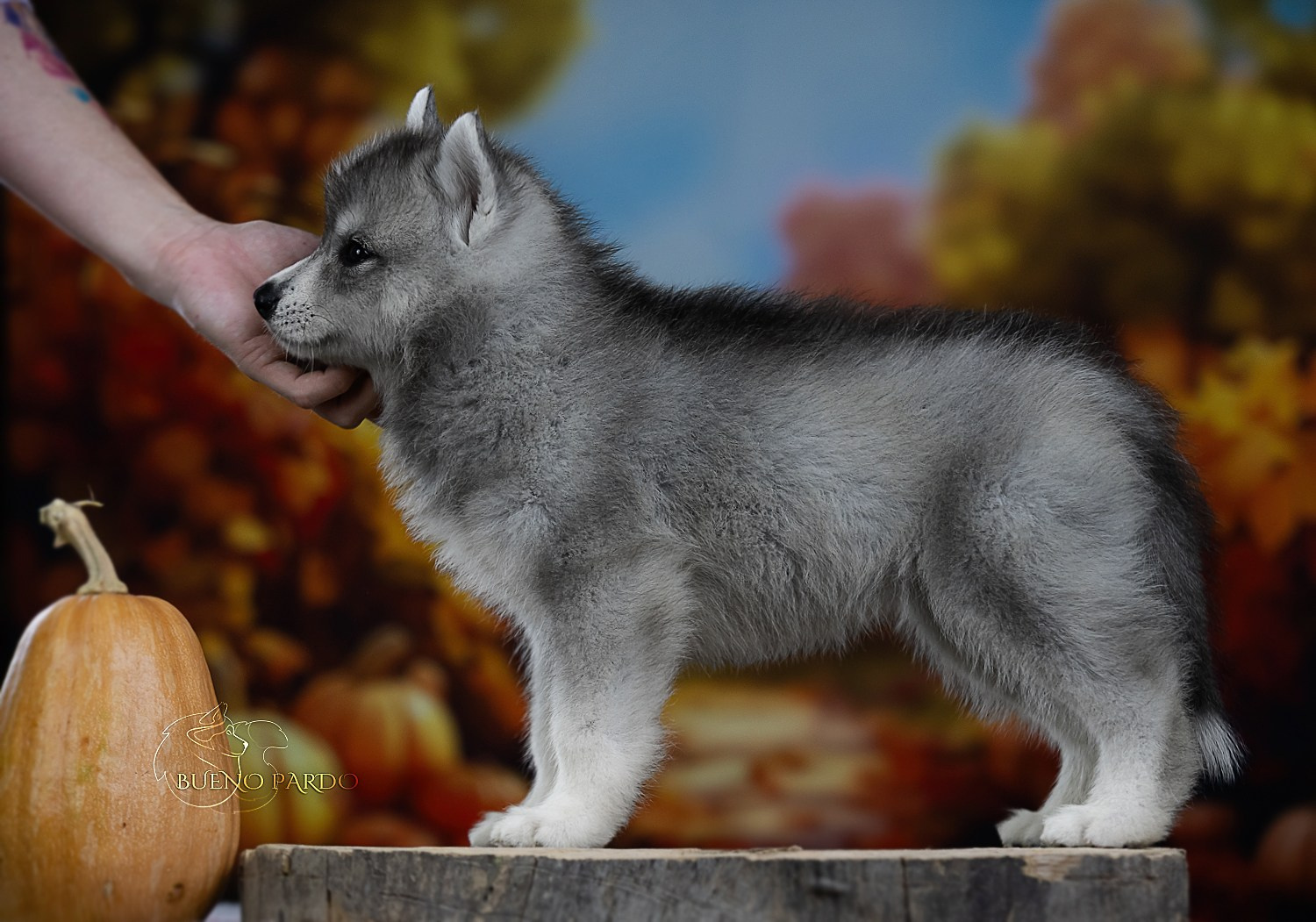 Щенки сибирского хаски из питомника. Питомник собак Акита, Хаски, Корги